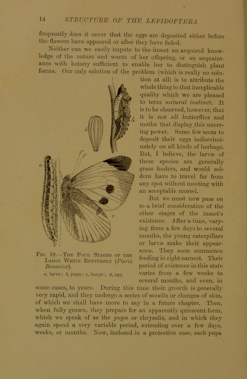 frequently does it occur that the eggs are deposited either before the flowers have appeared or after they have faded. Neither can we easily impute to the insect an acquired know- ledge of the nature and wants of her offspring, or an acquaint- ance with botany sufficient to enable her to distinguish plant forms. Our only solution of the problem (which is really no solu- tion at all) is to attribute the whole thing to that inexplicable quality which we are pleased to term natural instinct. It is to be observed, however, that it is not all butterflies and moths that display,this unerr- ing power. Some few seem to deposit their eggs indiscrimi- nately on all kinds of herbage. But, I believe, the larvae of these species are generally grass feeders, and would sel- dom have to travel far from any spot without meeting with an acceptable morsel. But we must now pass on to a brief consideration of the other stages of the insect’s existence. A fter a time, vary- ing from a few days to several months, the young caterpillars or larvae make their appear- ance. They soon commence feeding in right earnest. Their period of existence in this state varies from a few weeks to several months, and even, in some cases, to years. During this time their growth is generally very rapid, and they undergo a series of moults or changes of skin, of which we shall have more to say in a future chapter. Then, when fully grown, they prepare for an apparently quiescent form, which we speak of as the pupa or chrysalis, and in which they again spend a very variable period, extending over a few days, weeks, or months. Now, inclosed in a protective case, each pupa i Fig. 10.—The Four Stages of the Large White Butterfly (Picris Brassiccc). a, larva ; b, pupa ; c, imago ; cl, egg.
