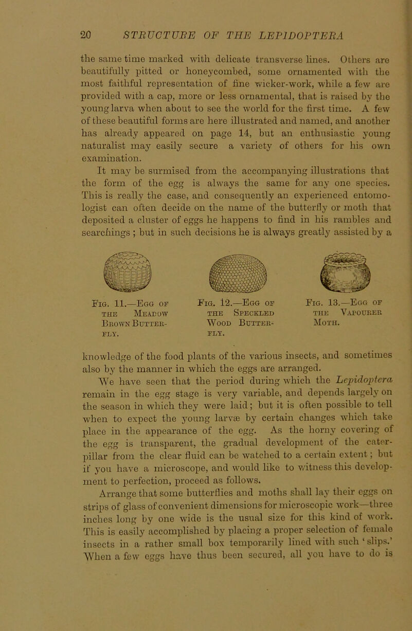 the same time marked with delicate transverse lines. Others are beautifully pitted or honeycombed, some ornamented with the most faithful representation of line wicker-work, while a few are provided with a cap, more or less ornamental, that is raised by the young larva when about to see the world for the first time. A few of these beautiful forms are here illustrated and named, and another has already appeared on page 14, but an enthusiastic young naturalist may easily secure a variety of others for his own examination. It may be surmised from the accompanying illustrations that the form of the egg is always the same for any one species. This is really the case, and consequently an experienced entomo- logist can often decide on the name of the butterfly or moth that deposited a cluster of eggs he happens to find in his rambles and searchings ; but in such decisions he is always greatly assisted by a Fig. 11.—Egg of the Meadow Brown Butter- fly. Fig. 12.—Egg of the Speckled Wood Butter- fly. Fig. IB.—Ec.g of the Vapourer Moth. knowledge of the food plants of the various insects, and sometimes also by the manner in which the eggs are arranged. We have seen that the period during which the Lcpidoptcra remain in the egg stage is very variable, and depends largely on the season in which they were laid; but it is often possible to tell when to expect the young larvae by certain changes which take place in the appearance of the egg. As the horny covering of the egg is transparent, the gradual development of the cater- pillar from the clear fluid can be watched to a certain extent; but if you have a microscope, and would like to witness this develop- ment to perfection, proceed as follows. Arrange that some butterflies and moths shall lay their eggs on strips of glass of convenient dimensions for microscopic work—three inches long by one wide is the usual size for this kind of work. This is easily accomplished by placing a proper selection of female insects in a rather small box temporarily lined with such ‘ slips.’ When a few eggs have thus been secured, all you have to do is