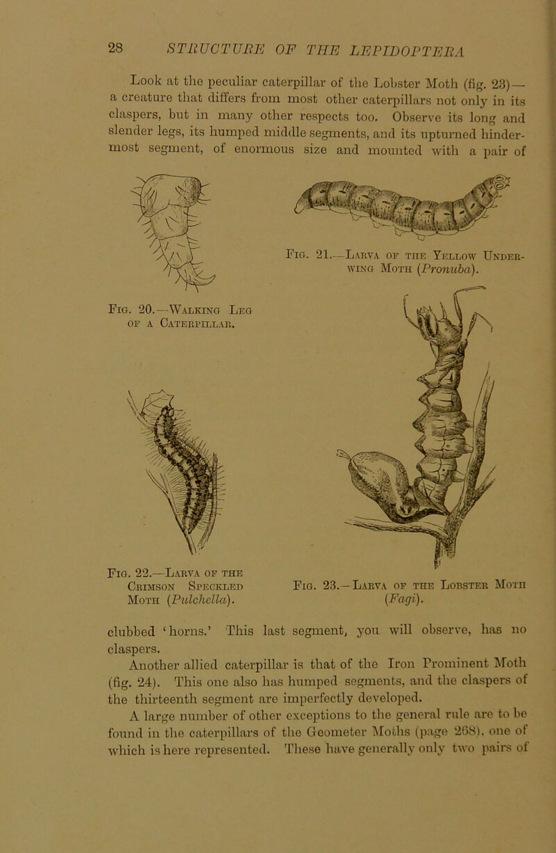 Look at the peculiar caterpillar of the Lobster Moth (fig. 23) — a creature that differs from most other caterpillars not only in its claspers, but in many other respects too. Observe its long and slender legs, its humped middle segments, and its upturned hinder- most segment, of enormous size and mounted with a pair of Fig. 20.—Walking Leg op a Caterpillar. Fig. 22.—Larva of the Crimson Speckled Moth (Pulchella). Fig. 21.—Larva of the Yellow Under- wing Moth (Pronuba). Fig. 23.—Larva of the Lobster Morn (Fagi). clubbed ‘horns.’ This last segment, you will observe, has no claspers. Another allied caterpillar is that of the Iron Prominent Moth (fig. 24). This one also has humped segments, and the claspers of the thirteenth segment are imperfectly developed. A large number of other exceptions to the general rule are to be found in the caterpillars of the Geometer Moths (page 268), one of which is here represented. These have generally only two pairs of