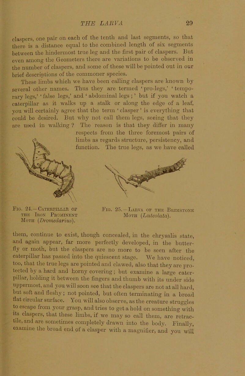 claspers, one pair on each of the tenth and last segments, so that there is a distance equal to the combined length of six segments between the hindermost true leg and the first pair of claspers. But even among the Geometers there are variations to be observed in the number of claspers, and some of these will be pointed out in our brief descriptions of the commoner species. These limbs which we have been calling claspers are known by several other names. Thus they are termed ‘ pro-legs,’ ‘ tempo- rary legs,’ ‘ false legs,’ and 1 abdominal legs ; ’ but if you watch a caterpillar as it walks up a stalk or along the edge of a leaf, you will certainly agree that the term ‘ clasper ’ is everything that could be desired. But why not call them legs, seeing that they are used in walking ? The reason is that they differ in many respects from the three foremost pairs of limbs as regards structure, persistency, and function. The true legs, as we have called Big. 24.- Cateepillab of Fig. 25.-Laeva of the Beimstone the Ieon Peominent Moth (Lutcolata). Moth (Dromeclarius). them, continue to exist, though concealed, in the chrysalis state, and again appear, far more perfectly developed, in the butter- fly or moth, but the claspers are no more to be seen after the caterpillar has passed into the quiescent stage. AYe have noticed, too, that the true legs are pointed and clawed, also that they are pro- tected by a hard and horny covering; but examine a large cater- pillar, holding it between the fingers and thumb with its under side uppermost, and you will soon see that the claspers are not at all hard, but soft and fleshy ; not pointed, but often terminating in a broad flat circular surlace. You will also observe, as the creature struggles to escape from your grasp, and tries to get a hold on something°\vith its claspers, that these limbs, if we may so call them, are retrac- tile, and are sometimes completely drawn into the body. Finally, examine the broad end of a clasper with a magnifier, and you will