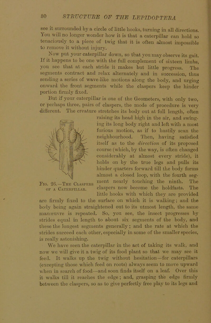 see it surrounded a circle of little hooks, turning in all directions. You will no longer wonder how it is that a caterpillar can hold so tenaciously to a piece of twig that it is often almost impossible to remove it without injury. Now put your caterpillar down, so that you may observe its gait. If it happens to be one with the full complement of sixteen limbs, you see that at each stride it makes but little progress. The segments contract and relax alternately and in succession, thus sending a series of wave-like motions along the body, and urging onward the front segments while the claspers keep the hinder portion firmly fixed. But if your caterpillar is one of the Geometers, with only two, Big. 26.—The Claspers of a Caterpillar. or perhaps three, pairs of claspers, the mode of procedure is very different. The creature stretches its body out at full length, often raising its head high in the air, and swing- ing its long body right and left with a most furious motion, as if to hastily scan the neighbourhood. Then, having satisfied itself as to the direction of its proposed course (which, by the way, is often changed considerably at almost every stride), it holds on by the true legs and pulls its hinder quarters forward till the body forms almost a closed loop, with the fourth seg- ment nearly touching the ninth. The claspers now become the holdfasts. The little hooks with which they are provided are firmly fixed to the surface on which it is walking; and the body being again straightened out to its utmost length, the same manoeuvre is repeated. So, you see, the insect progresses by strides equal in length to a.bout six segments of the body, and these the longest segments generally ; and the rate at which the strides succeed each other, especially in some of the smaller species, is really astonishing. We have seen the caterpillar in the act of taking its walk, and now we will give it a twig of its food plant so that we may see it feed. It walks up the twig without hesitation—for caterpillars (excepting those which feed on roots) always seem to move upward when in search of food—and soon finds itself on a leaf. Over this it walks till it reaches the edge ; and, grasping the edge firmly between the claspers, so as to give perfectly free play to its legs and