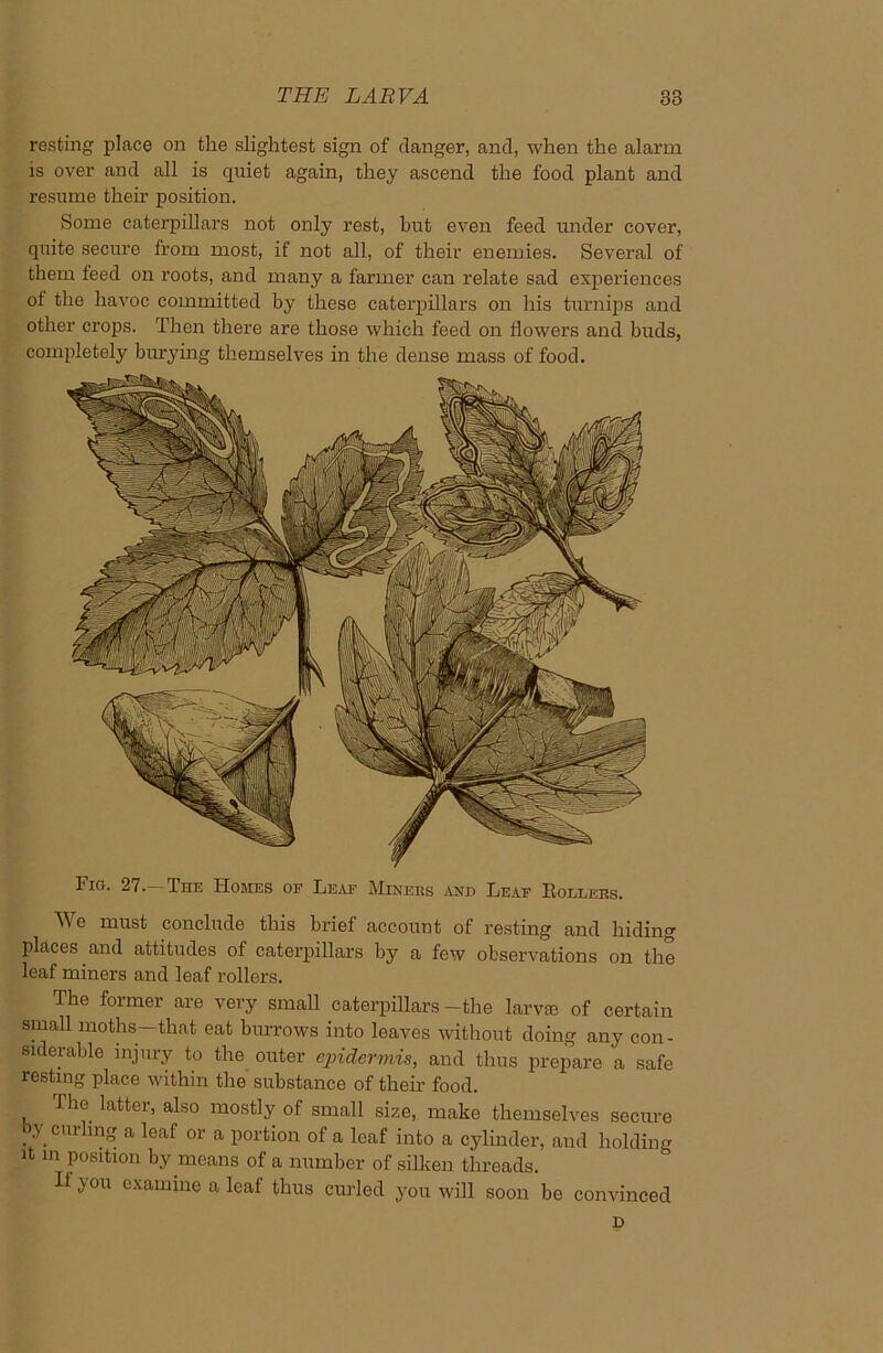 resting place on the slightest sign of clanger, and, when the alarm is over and all is quiet again, they ascend the food plant and resume then- position. Some caterpillars not only rest, but even feed under cover, quite secure from most, if not all, of their enemies. Several of them feed on roots, and many a farmer can relate sad experiences of the havoc committed by these caterpillars on his turnips and other crops. Then there are those which feed on flowers and buds, completely burying themselves in the dense mass of food. Fig. 27. The Homes of Leaf Miners and Leaf Eoli/ees. We must conclude this brief account of resting and hiding places and attitudes of caterpillars by a few observations on the leaf miners and leaf rollers. The former are very small caterpillars-the larva; of certain small moths—that eat burrows into leaves without doing any con- siderable injury to the outer epidermis, and thus prepare a safe resting place within the substance of their food. The latter, also mostly of small size, make themselves secure y curling a leaf or a portion of a leaf into a cylinder, and holding it in position by means of a number of silken threads. If you examine a leaf thus curled you will soon be convinced