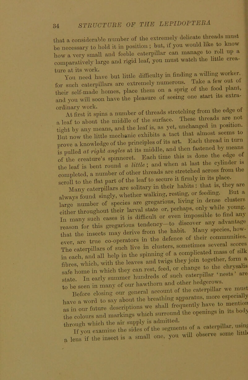 that a considerable number of the extremely delicate threads must be necessary to hold it in position ; but, if you would like to know how a very small and feeble caterpillar can manage to roll up a comparatively large and rigid leaf, you must watch the little crea- ture at its work. .... , You need have but little difficulty in finding a willing worker for such caterpillars are extremely numerous. Take a few out of their self-made homes, place them on a sprig of the food plant, and you will soon have the pleasure of seeing one start its extra- ordinary work. .... ,r At first it spins a number of threads stretching from the ed„e a leaf to about the middle of the surface. These threads are no tffiht by any means, and the leaf is, as yet, unchanged in position. But now the little mechanic exhibits a tact that almost seems o prove a knowledge of the principles of its art. Each thread m turn is pulled at right angles at its middle, and then fastened by means of the creature’s spinneret. Each time this is done the edge of the leaf is bent round a little ; and when at last the cylinder- is completed, a number of other threads are stretched across from the scroll to the flat part of the leaf to secure it firmly in its place. Many caterpillars are solitary in their habits : that is, they are always found singly, whether walking, resting, or feeding But a larce number of species are gregarious, living in dense clusters either throughout their larval state or, perhaps, only whde youn • In many such cases it is difficult or even impossible to find any reason for this gregarious tendency-to discover any advantage that the insects may derive from the habit. Many species, how- ever are true co-operators in the defence of their communities The caterpillars of such live in clusters, sometimes several scores in each and all help in the spinning of a complicated mass of silk fibres which, with the leaves and twigs they join together form tfo home in which they can rest, feed, or change to the chrysalis 1 Trjy — hundreds of such capillar ‘nests’ are to he seen in many of our hawthorn and other hedgerows. Before closing our general account of the caterpillar ue mn have a word to say about the breathing apparatus, more especial y asln om'foture descriptions we shall frequently have to mentio the colours and markings which surround the openings in its . through which the air supply is admitted. ... • If you examine the sides of the segments of a eaterprllar, us n a lens the insect ts a small one. you will observe some hub