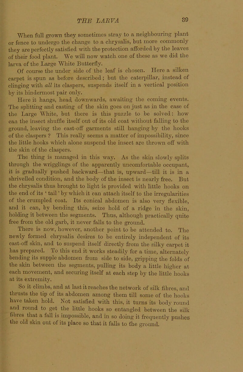 When full grown they sometimes stray to a neighbouring plant or fence to undergo the change to a chrysalis, but more commonly they are perfectly satisfied with the protection afforded by the leaves of their food plant. We will now watch, one of these as we did the larva of the Large White Butterfly. Of course the under side of the leaf is chosen. Here a silken carpet is spun as before described; but the caterpillar, instead of clinging with all its claspers, suspends itself in a vertical position by its bindermost pair only. Here it hangs, head downwards, awaiting the coming events. The splitting and casting of the skin goes on just as in the case of the Large White, but there is this puzzle to be solved: how can the insect shuffle itself out of its old coat without falling to the ground, leaving the cast-off garments still hanging by the hooks of the claspers ? This really seems a matter of impossibility, since the little hooks which alone suspend the insect are thrown off with the skin of the claspers. The thing is managed in this way. As the skin slowly splits through the wrigglings of the apparently uncomfortable occupant, it is gradually pushed backward—that is, upward—till it is in a shrivelled condition, and the body of the insect is nearly free. But the chrysalis thus brought to light is provided with little hooks on the end of its ‘ tail ’ by which it can attach itself to the irregularities of the crumpled coat. Its conical abdomen is also very flexible, and it can, by bending this, seize hold of a ridge in the skin, holding it between the segments. Thus, although practically quite free from the old garb, it never falls to the ground. There is now, however, another point to be attended to. The newly formed chrysalis desires to be entirely independent of its cast-off skin, and to suspend itself directly from the silky carpet it has prepared. To this end it works steadily for a time, alternately bending its supple abdomen from side to side, gripping the folds of the skin between the segments, pulling its body a little higher at each movement, and securing itself at each step by the little hooks at its extremity. So it climbs, and at lastitreack.es the network of silk fibres, and thrusts the tip of its abdomen among them till some of the hooks have taken hold. Not satisfied with this, it turns its body round and round to get the little hooks so entangled between the silk fibres that a fall is impossible, and in so doing it frequently pushes the old skin out of its place so that it falls to the ground.