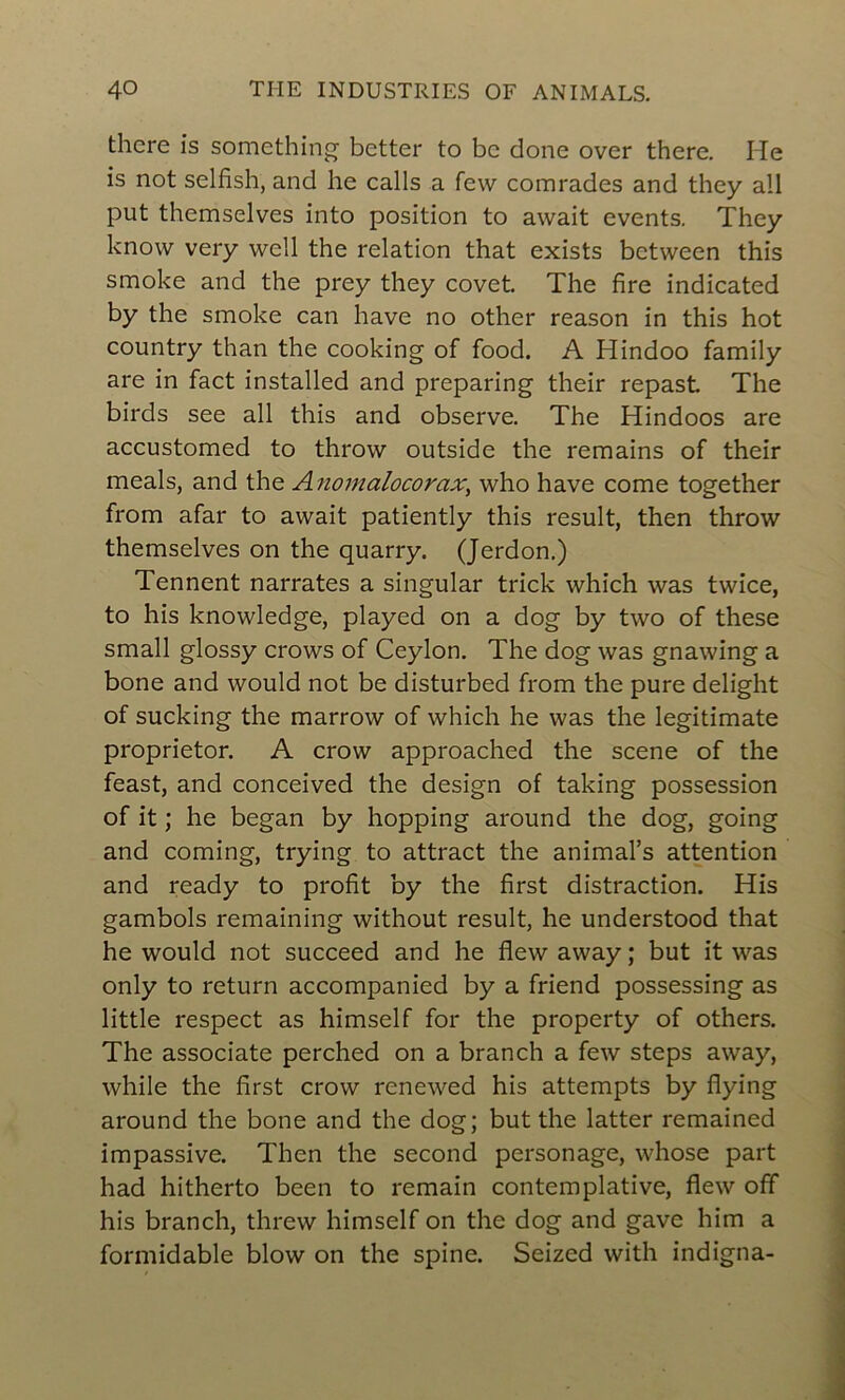 thcre is something better to bc clone over there. He is not selfish, and he calls a few comrades and they ail put themselves into position to await events. They know very wcll the relation that exists bctvveen this smoke and the prey they covet. The fire indicated by the smoke can hâve no other reason in this hot country than the cooking of food. A Hindoo family are in fact installed and preparing their repast The birds see ail this and observe. The Hindoos are accustomed to throvv outside the remains of their meals, and the Anomalocoraxy who hâve corne together from afar to await patiently this resuit, then throw themselves on the quarry. (Jerdon.) Tennent narrâtes a singular trick which was twice, to his knowledge, played on a dog by two of these small glossy crows of Ceylon. The dog was gnawing a bone and would not be disturbed from the pure delight of sucking the marrow of which he was the legitimate proprietor. A crow approached the scene of the feast, and conceived the design of taking possession of it ; he began by hopping around the dog, going and coming, trying to attract the animal’s attention and ready to profit by the first distraction. His gambols remaining without resuit, he understood that he would not succeed and he flew away ; but it was only to return accompanied by a friend possessing as little respect as himself for the property of others. The associate perched on a branch a few steps away, while the first crow renewed his attempts by flying around the bone and the dog; but the latter remained impassive. Then the second personage, whose part had hitherto been to remain contemplative, flew off his branch, threw himself on the dog and gave him a formidable blow on the spine. Seized with indigna-