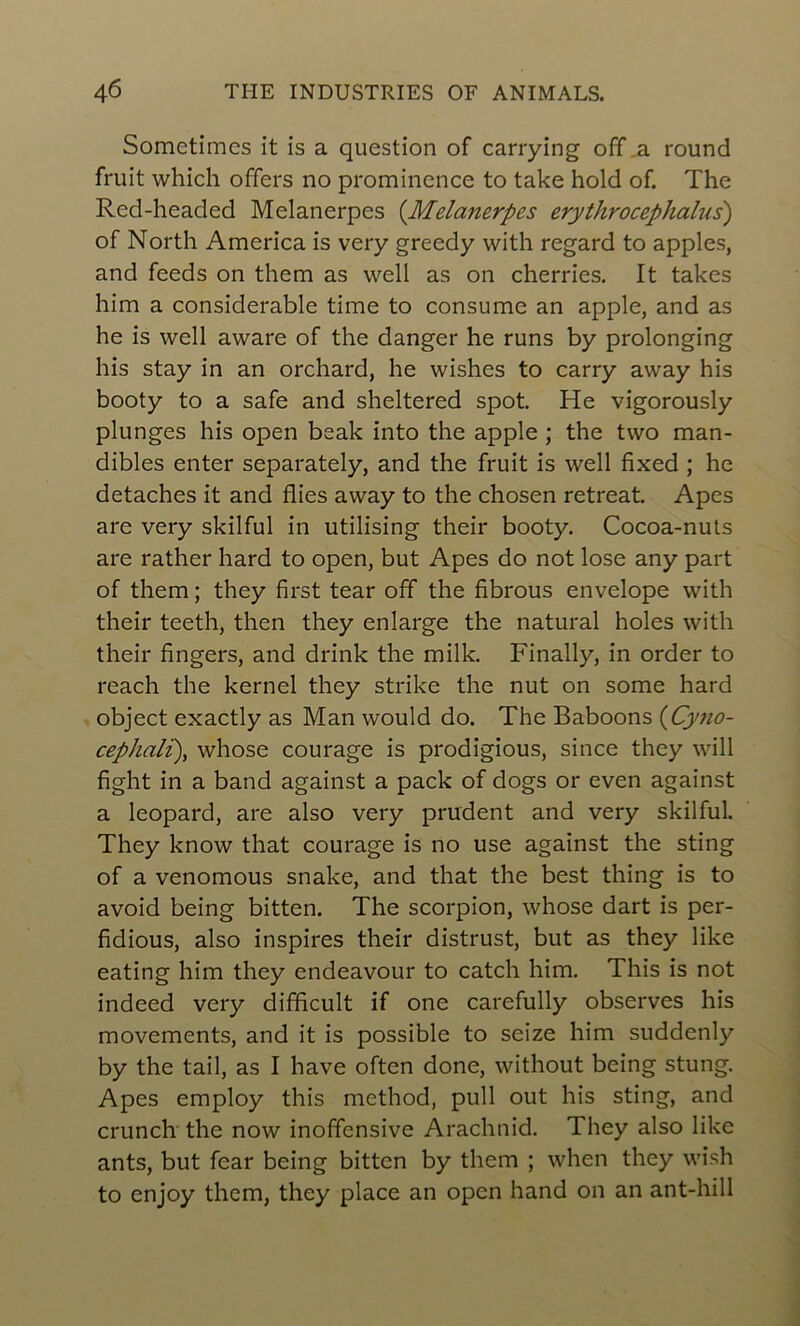 Sometimcs it is a question of carrying off a round fruit which offers no prominence to take hold of. The Red-headed Melanerpes (Melanerpes erythrocephalus) of North America is very greedy with regard to apples, and feeds on them as well as on cherries. It takes him a considérable time to consume an apple, and as he is well aware of the danger he runs by prolonging his stay in an orchard, he wishes to carry away his booty to a safe and sheltered spot. He vigorously plunges his open beak into the apple ; the two man- dibles enter separately, and the fruit is well fixed ; he détachés it and Aies away to the chosen retreat. Apes are very skilful in utilising their booty. Cocoa-nuts are rather hard to open, but Apes do not lose any part of them ; they first tear off the fibrous envelope with their teeth, then they enlarge the natural holes with their fîngers, and drink the mille Finally, in order to reach the kernel they strike the nut on some hard object exactly as Man would do. The Baboons (Cyno- cephali), whose courage is prodigious, since they will fight in a band against a pack of dogs or even against a léopard, are also very prudent and very skilful. They know that courage is no use against the sting of a venomous snake, and that the best thing is to avoid being bitten. The scorpion, whose dart is per- fidious, also inspires their distrust, but as they like eating him they endeavour to catch him. This is not indeed very difficult if one carefully observes his movements, and it is possible to seize him suddenly by the tail, as I hâve often done, without being stung. Apes employ this method, pull out his sting, and crunch the now inoffensive Arachnid. They also like ants, but fear being bitten by them ; when they wish to enjoy them, they place an open hand on an ant-hill