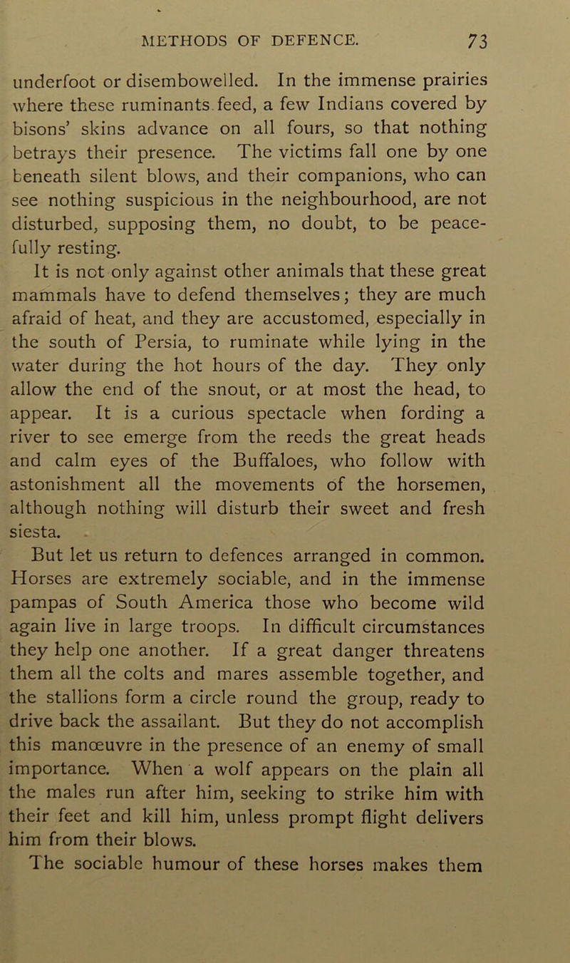 underfoot or disembowelled. In the immense prairies where these ruminants feed, a few Indians covered by bisons’ skins advance on ail fours, so that nothing betrays their presence. The victims fall one by one beneath silent blows, and their companions, who can see nothing suspicious in the neighbourhood, are not disturbed, supposing them, no doubt, to be peace- fully resting. It is not only against other animais that these great mammals hâve to defend themselves; they are much afraid of beat, and they are accustomed, especially in the south of Persia, to ruminate while lying in the water during the hot hours of the day. They only allow the end of the snout, or at most the head, to appear. It is a curious spectacle when fording a river to see emerge from the reeds the great heads and calm eyes of the Buffaloes, who follow with astonishment ail the movements of the horsemen, although nothing will disturb their sweet and fresh siesta. But let us return to defences arranged in common. Horses are extremely sociable, and in the immense pampas of South America those who become wild again live in large troops. In difficult circumstances they help one another. If a great danger threatens them ail the colts and mares assemble together, and the stallions form a circle round the group, ready to drive back the assailant. But they do not accomplish this manœuvre in the presence of an enemy of small importance. When a wolf appears on the plain ail the males run after him, seeking to strike him with their feet and kill him, unless prompt flight delivers him from their blows. The sociable humour of these horses makes them