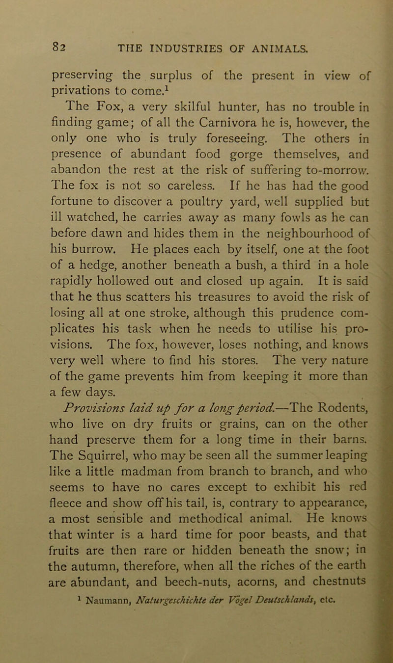 preserving the surplus of thc présent in view of privations to corne.1 The Fox, a very skilful hunter, has no trouble in finding game; of ail the Carnivora he is, however, the only one who is truly foreseeing. The others in presence of abundant food gorge themselves, and abandon the rest at the risk of suffering to-morrow. The fox is not so careless. If he has had the good fortune to discover a poultry yard, well supplied but ill watched, he carries away as many fowls as he can before dawn and hides them in the neighbourhood of his burrow. He places each by itself, one at the foot of a hedge, another beneath a bush, a third in a hole rapidly hollowed out and closed up again. It is said that he thus scatters his treasures to avoid the risk of losing ail at one stroke, although this prudence com- plicates his task when he needs to utilise his pro- visions. The fox, however, loses nothing, and knows very well where to find his stores. The very nature of the game prevents him from keeping it more than a few days. Provisions laid up for a longperiod.—The Rodents, who live on dry fruits or grains, can on the other hand preserve them for a long time in their barns. The Squirrel, who may be seen ail the summer leaping like a little madman from branch to branch, and who seems to hâve no cares except to exhibit his red fleece and show off his tail, is, contrary to appearance, a most sensible and methodical animal. He knows that winter is a hard time for poor beasts, and that fruits are then rare or hidden beneath the snow; in the autumn, therefore, when ail the riches of the earth are abundant, and beech-nuts, acorns, and chestnuts 1 Naumann, Naturgeschichte der Vogel Deuisch/ands, etc.