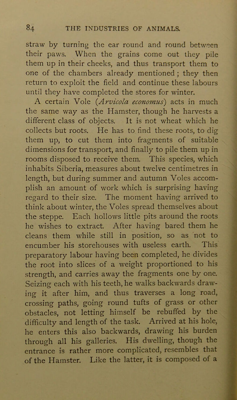 straw by turning the ear round and round between their paws. When the grains corne out they pile them up in their cheeks, and thus transport them to one of the chambers already mentioned ; they then return to exploit the field and continue these labours until they hâve completed the stores for winter. A certain Vole (Arvicola economus) acts in much the same way as the Hamster, though he harvests a different class of objects. It is not wheat which he collects but roots. He has to find these roots, to dig them up, to eut them into fragments of suitable dimensions for transport, and finally to pile them up in rooms disposed to receive them. This species, which inhabits Siberia, measures about twelve centimètres in length, but during summer and autumn Voles accom- plish an amount of work which is surprising having regard to their size. The moment having arrived to think about winter, the Voles spread themselves about the steppe. Each hollows little pits around the roots he wishes to extract. After having bared them he cleans them while still in position, so as not to encumber his storehouses with useless earth. This preparatory labour having been completed, he divides the root into slices of a weight proportioned to his strength, and carries away the fragments one by one. Seizing each with his teeth, he walks backwards draw- ing it after him, and thus traverses a long road, Crossing paths, going round tufts of grass or other obstacles, not letting himself be rebuffed by the difficulty and length of the task. Arrived at his hole, he enters this also backwards, drawing his burden through ail his galleries. His dwelling, though the entrance is rather more complicated, resembles that of the Hamster. Like the latter, it is composed of a