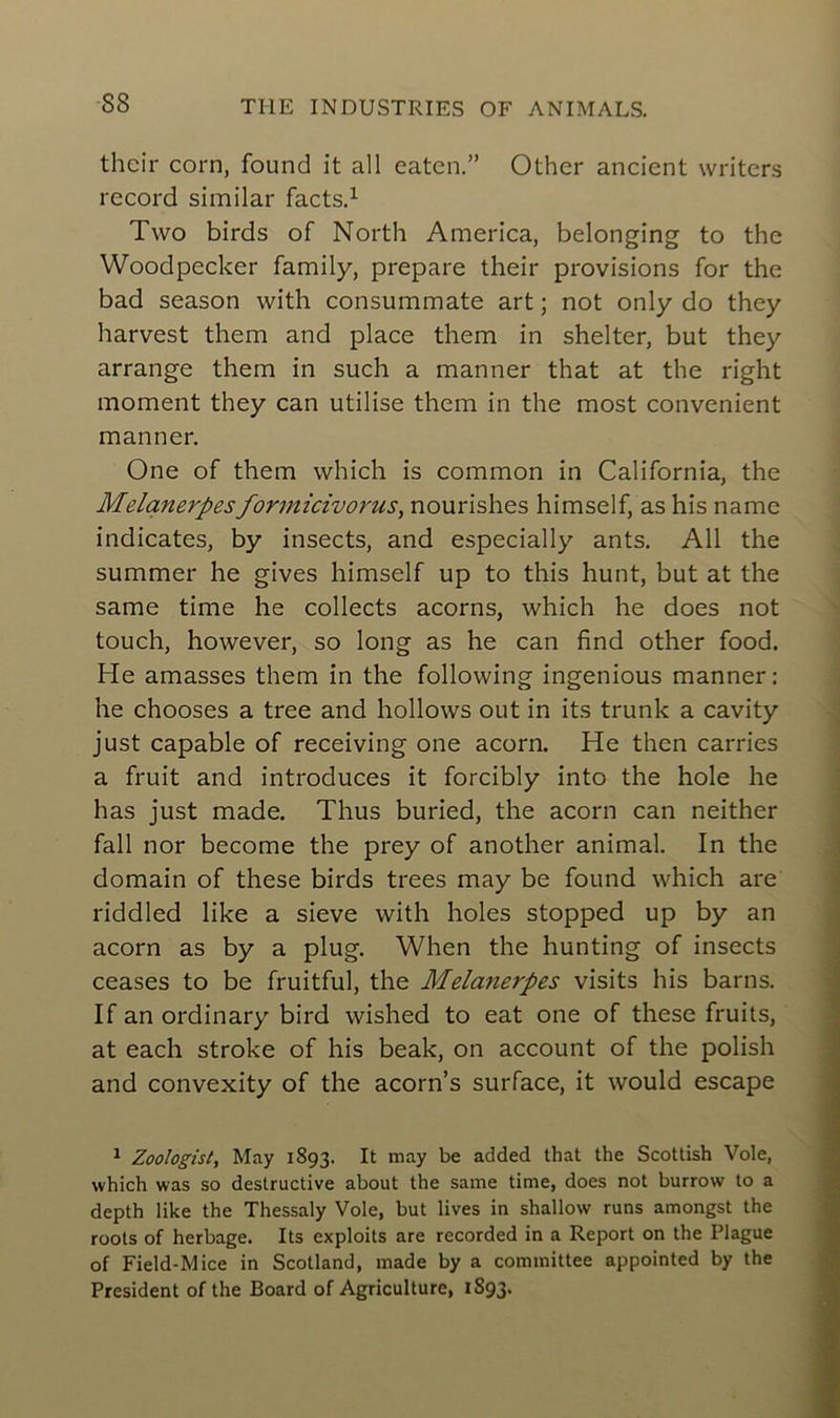 S8 thcir corn, found it ail eatcn.” Othcr ancient writers record similar facts.1 Two birds of North America, belonging to the Woodpecker family, préparé their provisions for the bad season with consummate art ; not only do they Harvest them and place them in shelter, but they arrange them in such a manner that at the right moment they can utilise them in the most convenient manner. One of them which is common in California, the Melanerpesformicivorus, nourishes himself, as his namc indicates, by insects, and especially ants. Ail the summer he gives himself up to this hunt, but at the same time he collects acorns, which he does not touch, however, so long as he can find other food. He amasses them in the following ingenious manner: he chooses a tree and hollows out in its trunk a cavity just capable of receiving one acorn. He then carries a fruit and introduces it forcibly into the hole he has just made. Thus buried, the acorn can neither fall nor become the prey of another animal. In the domain of these birds trees may be found which are riddled like a sieve with holes stopped up by an acorn as by a plug. When the hunting of insects ceases to be fruitful, the Melanerpes visits his barns. If an ordinary bird wished to eat one of these fruits, at each stroke of his beak, on account of the polish and convexity of the acorn’s surface, it would escape 1 Zoologist, May 1893. It may be added that the Scottish Vole, which was so destructive about the same time, does not burrow to a depth like the Thessaly Vole, but lives in shallow runs amongst the roots of herbage. Its exploits are recorded in a Report on the Plague of Field-Mice in Scolland, made by a committee appointed by the President of the Board of Agriculture, 1S93.
