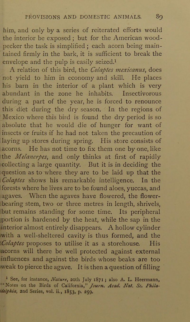 him, and only by a sériés of reiterated efforts would the interior be exposed ; but for the American wood- pecker the task is simplified ; each acorn being main- tained firmly in the bark, it is sufficient to break the envelope and the pulp is easily seized.1 A relation of this bird, the Colaptes viexicanus, does not yield to him in economy and skill. He places his barn in the interior of a plant which is very abundant in the zone he inhabits. Insectivorous during a part of the year, he is forced to renounce this diet during the dry season. In the régions of Mexico vvhere this bird is found the dry period is so absolute that he would die of hunger for want of insects or fruits if he had not taken the précaution of laying up stores during spring. His store consists of acorns. He has not time to fix them one by one, like the Melanerpes, and only thinks at first of rapidly collecting a large quantity. But it is in deciding the question as to where they are to be laid up that the Colaptes shows his remarkable intelligence. In the forests where he lives are to be found aloes, yuccas, and agaves. When the agaves hâve flowered, the flower- bearing stem, two or three métrés in length, shrivels, but remains standing for some time. Its peripheral ; portion is hardened by the heat, while the sap in the interior almost entirely disappears. A hollow cylinder with a well-sheltered cavity is thus formed, and the Colaptes proposes to utilise it as a storehouse. His acorns will there be well protected against external influences and against the birds whose beaks are too • weak to pierce the agave. It is then a question of filling 1 See, for instance, Nalure> 20th July 1871 ; also A. L. Heermann, Notes on the Birds of California,” Journ. Acad. Nat. Sc. Phila- delphia, 2nd Sériés, vol. ii., 1853, p. 259.