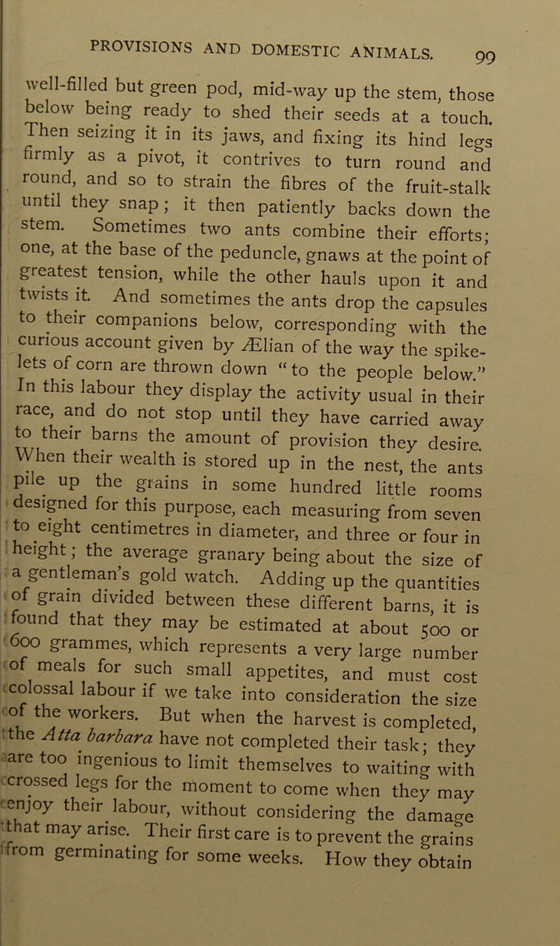 well-filled but green pod, mid-way up the stem, those belovv being ready to shed their seeds at a touch. Then seizing it in its jaws, and fixing its hind legs firmly as a pivot, it contrives to turn round and round, and so to strain the fibres of the fruit-stalk until they snap ; it then patiently backs down the stem. Sometimes two ants combine their efforts; one, at the base of the peduncle, gnaws at the point of greatest tension, while the other hauls upon it and twists it And sometimes the ants drop the capsules to their companions below, corresponding vvith the curious account given by Ælian of the way the spike- lets of corn are thrown down “ to the people below.” In this labour they display the activity usual in their race, and do not stop until they hâve carried away to their barns the amount of provision they desire When their wealth is stored up in the nest, the ants pi e up the grains in some hundred little rooms designed for this purpose, each measuring from seven to eight centimètres in diameter, and three or four in height ; the average granary being about the size of a gentleman's gold watch. Adding up the quantities ot grain divided between these different barns, it is found that they may be estimated at about 500 or 600 grammes, which represents a very large number °f.meals for such small appetites, and must cost colossal labour if we take into considération the size of the workers. But when the harvest is completed, the Atta^ barbara hâve not completed their task; they are too ingenious to limit themselves to waiting with crossed legs for the moment to corne when they may enjoy their labour, without considering the damage that may anse. Their first care is to prevent the grains -rom germinating for some weeks. How they obtain