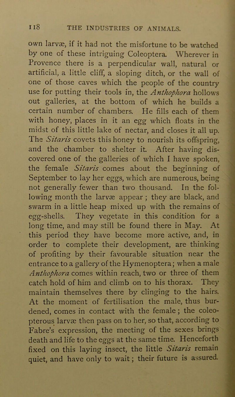 own larvæ, if it had not the misfortune to be watched by one of these intriguing Coleoptera. Wherever in Provence there is a perpendicular wall, natural or artificial, a little cliff, a sloping ditch, or the wall of one of those caves which the people of the country use for putting their tools in, the Anthophora hollows out galleries, at the bottom of which he builds a certain number of chambers. He fills each of them with honey, places in it an egg which floats in the midst of this little lake of nectar, and closes it ail up. The Sitaris covets this honey to nourish its offspring, and the chamber to shelter it. After having dis- covered one of the galleries of which I hâve spoken, the female Sitaris cornes about the beginning of September to lay her eggs, which are numerous, being not generally fewer than two thousand. In the fol- lowing month the larvæ appear ; they are black, and swarm in a little heap mixed up with the remains of egg-shells. They vegetate in this condition for a long time, and may still be found there in May. At this period they hâve become more active, and, in order to complété their development, are thinking of profiting by their favourable situation near the entrance to a gallery of the Hymenoptera; when a male Anthophora cornes within reach, two or three of them catch hold of him and climb on to his thorax. They maintain themselves there by clinging to the hairs. At the moment of fertilisation the male, thus bur- dened, cornes in contact with the female ; the coleo- pterous larvæ then pass on to her, so that, according to Fabre’s expression, the meeting of the sexes brings death and life to the eggs at the same time. Hencefortb fixed on this laying insect, the little Sitaris remain quiet, and hâve only to wait ; their future is assured.