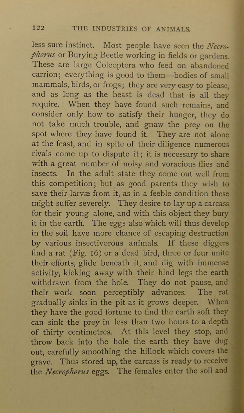 less sure instinct. Most people hâve seen the Necro- phorus or Burying Beetle working in fields or gardens. These are large Colcoptera who feed on abandoned carrion; everything is good to them—bodies of small mammals, birds, or frogs; they are very easy to please, and as long as the beast is dead that is ail they require. When they hâve found such remains, and consider only how to satisfy their hunger, they do not take much trouble, and gnaw the prey on the spot where they hâve found it. They are not alone at the feast, and in spite of their diligence numerous rivais corne up to dispute it; it is necessary to share with a great number of noisy and voracious Aies and insects. In the adult State they corne out well from this compétition; but as good parents they wish to save their larvæ from it, as in a feeble condition these might suffer severely. They desire to lay up a carcass for their young alone, and with this object they bury it in the earth. The eggs also which will thus develop in the soil hâve more chance of escaping destruction by various insectivorous animais. If these diggers find a rat (Fig. 16) or a dead bird, three or four unité their efforts, glide beneath it, and dig with immense activity, kicking away with their hind legs the earth withdrawn from the hole. They do not pause, and their work soon perceptibly advances. The rat gradually sinks in the pit as it grows deeper. When they hâve the good fortune to find the earth soft they can sink the prey in less than two hours to a depth of thirty centimètres. At this level they stop, and throw back into the hole the earth they hâve dug out, carefully smoothing the hillock which covers the grave. Thus stored up, the carcass is ready to receive the Necrophorus eggs. The females enter the soil and
