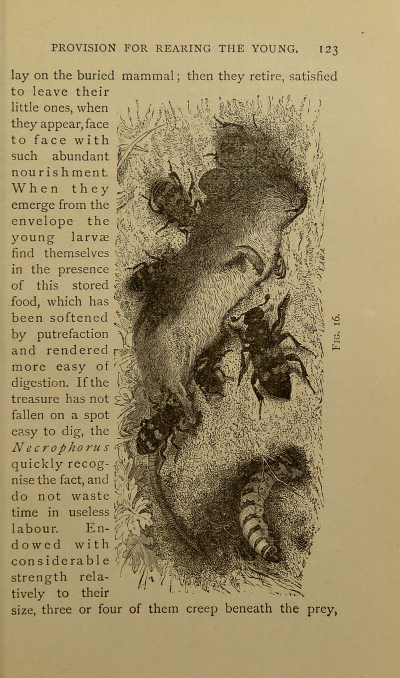 lay on the buried mammal ; then they retire, satisfied to leave their little ones, when they appear, face to face with such abundant non r i s h ment. When they emerge from the envelope the young larvæ find themselves in the presence of this stored food, which lias been softened by putréfaction and renderecî more easy of digestion. If the treasure has not fallen on a spot easy to dig, the Ne c r op ho ru s quickly recog- nise the fact, and do not waste time in useless labour. En- dowed with con side ra b 1e strength rela- tively to their size, three or four of them creep beneath the prey,