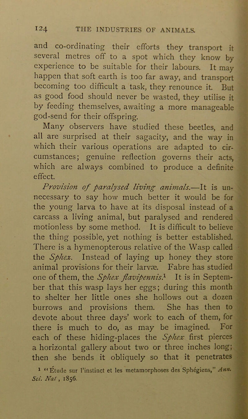 and co-ordinating their efforts they transport it several métrés off to a spot which they know by expérience to be suitable for their labours. It may happen that soft earth is too far away, and transport becoming too difficult a task, they renounce it. But as good food should never be wasted, they utilise it by feeding themselves, awaiting a more manageable god-send for their offspring. Many observers hâve studied these beetles, and ail are surprised at their sagacity, and the way in which their various operations are adapted to cir- cumstances; genuine reflection governs their acts, which are always combined to produce a definite effect. Provision of paralysed living animais.—It is un- necessary to say how much better it would be for the young larva to hâve at its disposai instead of a carcass a living animal, but paralysed and rendered motionless by some method. It is difficult to believe the thing possible, yet nothing is better established. There is a hymenopterous relative of the Wasp called the Sphex. Instead of laying up honey they store animal provisions for their larvæ. Fabre has studied one of them, the Sphex flavipennish It is in Septem- ber that this wasp lays her eggs; during this month to shelter her little ones she hollows out a dozen burrows and provisions them. She has then to devote about three days’ work to each of them, for there is much to do, as may be imagined. For each of these hiding-places the Sphex first pierces a horizontal gallery about two or three inches long; then she bends it obliquely so that it pénétrâtes 1 “Étude sur l’instinct et les métamorphosés des Sphégiens,” Ann. Sci. Nal, 1856.