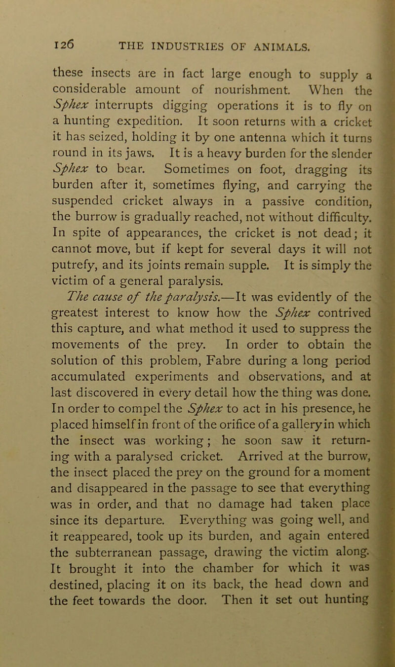 these insects are in Tact large enough to supply a considérable amount of nourishment. When the SpJiex interrupts digging operations it is to fly on a hunting expédition. It soon returns with a cricket it has seized, holding it by one antenna which it turns round in its jaws. It is a heavy burden for the slender Sphex to bear. Sometimes on foot, dragging its burden after it, sometimes flying, and carrying the suspended cricket always in a passive condition, the burrow is gradually reached, not without difficulty. In spite of appearances, the cricket is not dead; it cannot move, but if kept for several days it will not putrefy, and its joints remain supple. It is simply the victim of a general paralysis. The cause of the paralysis.—It was evidently of the greatest interest to know how the Sphex contrived this capture, and what method it used to suppress the movements of the prey. In order to obtain the solution of this problem, Fabre during a long period accumulated experiments and observations, and at last discovered in every detail how the thing was done. In order to compel the Sphex to act in his presence, he placed himselfin front of the orifice of a galleryin which the insect was working ; he soon saw it return- ing with a paralysed cricket. Arrived at the burrow, the insect placed the prey on the ground for a moment and disappeared in the passage to see that everything was in order, and that no damage had taken place since its departure. Everything was going well, and it reappeared, took up its burden, and again entered the subterranean passage, drawing the victim along. It brought it into the chamber for which it was destined, placing it on its back, the head down and the feet towards the door. Then it set out hunting