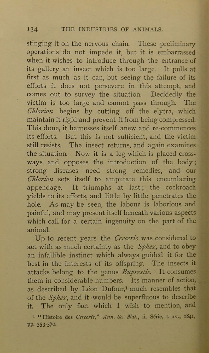 stinging it on the nervous chain. These preliminary operations do not impede it, but it is embarrassed when it wishes to introduce through the entrance of its gallery an insect which is too large. It pulls at first as much as it can, but seeing the failure of its efforts it does not persevere in this attempt, and cornes out to survey the situation. Decidedly the victim is too large and cannot pass through. The Chlorion begins by cutting off the elytra, which maintain it rigid and prevent itfrom being compressed. This done, it harnesses itself anew and re-commences its efforts. But this is not sufficient, and the victim still resists. The insect returns, and again examines the situation. Now it is a leg which is placed cross- ways and opposes the introduction of the body ; strong diseases need strong remedies, and our Chlorion sets itself to amputate this encumbering appendage. It triumphs at last ; the cockroach yields to its efforts, and little by little pénétrâtes the hole. As may be seen, the labour is laborious and painful, and may présent itself beneath various aspects which call for a certain ingenuity on the part of the animal. Up to recent years the Cerceris was considered to act with as much certainty as the Sphex, and to obey an infallible instinct which always guided it for the best in the interests of its offspring. The insects it attacks belong to the genus Buprestis. It consumes them in considérable numbers. Its manner of action, as described by Léon Dufour,1 much resembles that of the Sphex, and it would be superfluous to describe it. The only fact which I wish to mention, and 1 “ Histoire des CercerisAnn. Sc. Nat., ii. Série, t. xv\, 1841, PP- 353-370.