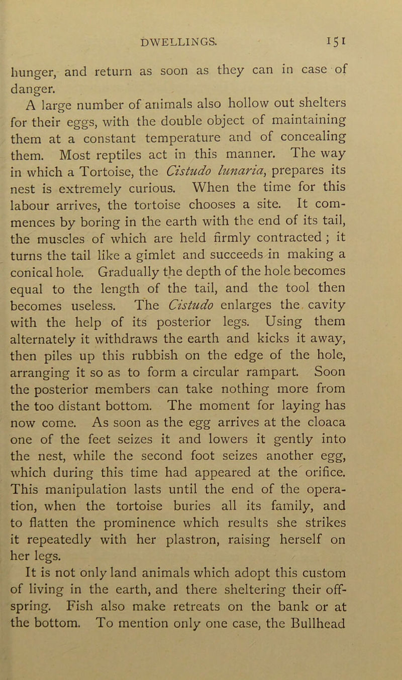 hunger, and return as soon as they can in case of danger. A large number of animais also hollow out shelters for their eggs, with the double object of maintaining them at a constant température and of concealing them. Most reptiles act in this manner. The way in which a Tortoise, the Cistudo lunana, préparés its nest is extremely curious. When the time for this labour arrives, the tortoise chooses a site. It com- mences by boring in the earth with the end of its tail, the muscles of which are held firmly contracted ; it turns the tail like a gimlet and succeeds in making a conical hole. Gradually the depth of the hole becomes equal to the length of the tail, and the tool then becomes useless. The Cistudo enlarges the cavity with the help of its posterior legs. Using them alternately it withdraws the earth and kicks it away, then piles up this rubbish on the edge of the hole, arranging it so as to form a circular rampart. Soon the posterior members can take nothing more from the too distant bottom. The moment for laying has now corne. As soon as the egg arrives at the cloaca one of the feet seizes it and lowers it gently into the nest, while the second foot seizes another egg, which during this time had appeared at the orifice. This manipulation lasts until the end of the opera- tion, when the tortoise buries ail its family, and to flatten the prominence which results she strikes it repeatedly with her plastron, raising herself on her legs. It is not only land animais which adopt this custom of living in the earth, and there sheltering their off- spring. Fish also make retreats on the bank or at the bottom. To mention only one case, the Bullhead