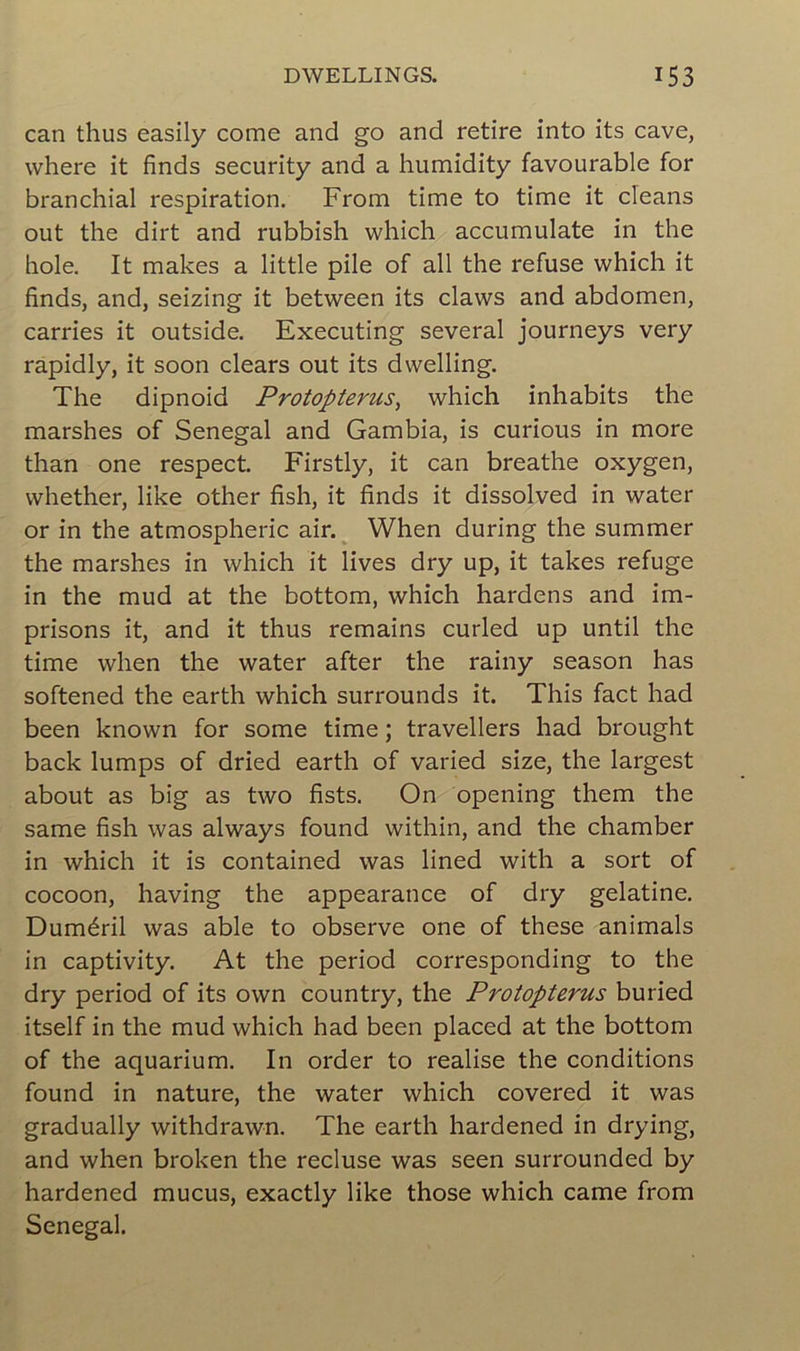 can thus easily corne and go and retire into its cave, where it finds security and a humidity favourable for branchial respiration. From time to time it cleans out the dirt and rubbish which accumulate in the hole. It makes a little pile of ail the refuse which it finds, and, seizing it between its claws and abdomen, carries it outside. Executing several journeys very rapidly, it soon clears out its dwelling. The dipnoid Protopterus, which inhabits the marshes of Sénégal and Gambia, is curious in more than one respect. Firstly, it can breathe oxygen, whether, like other fish, it finds it dissolved in water or in the atmospheric air. When during the summer the marshes in which it lives dry up, it takes refuge in the mud at the bottom, which hardens and im- prisons it, and it thus remains curled up until the time when the water after the rainy season has softened the earth which surrounds it. This fact had been known for some time ; travellers had brought back lumps of dried earth of varied size, the largest about as big as two fists. On opening them the same fish was always found within, and the chamber in which it is contained was lined with a sort of cocoon, having the appearance of dry gélatine. Duméril was able to observe one of these animais in captivity. At the period corresponding to the dry period of its own country, the Protopterus buried itself in the mud which had been placed at the bottom of the aquarium. In order to réalisé the conditions found in nature, the water which covered it was gradually withdrawn. The earth hardened in drying, and when broken the recluse was seen surrounded by hardened mucus, exactly like those which came from Sénégal.