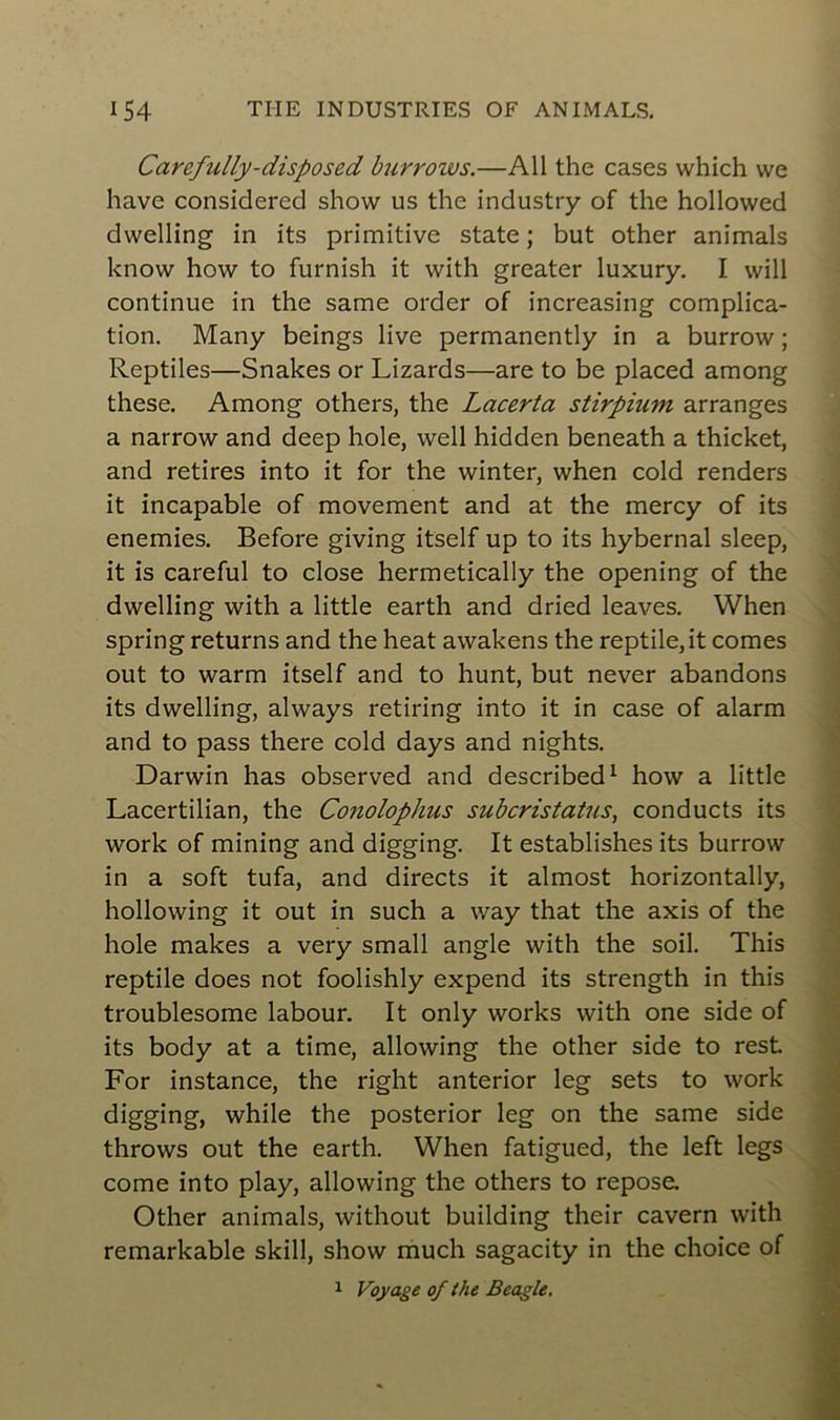 Carefully-disposed burrows.—Ail the cases which we hâve considérée! show us the industry of the hollowed dwelling in its primitive State ; but other animais know how to furnish it with greater luxury. I will continue in the same order of increasing complica- tion. Many beings live permanently in a burrow ; Reptiles—Snakes or Lizards—are to be placed among these. Among others, the Lacerta stirpium arranges a narrow and deep hole, well hidden beneath a thicket, and retires into it for the winter, when cold renders it incapable of movement and at the mercy of its enemies. Before giving itself up to its hybernal sleep, it is careful to close hermetically the opening of the dwelling with a little earth and dried leaves. When spring returns and the heat awakens the reptile,it cornes out to warm itself and to hunt, but never abandons its dwelling, always retiring into it in case of alarm and to pass there cold days and nights. Darwin has observed and described1 how a little Lacertilian, the Conolophus suberistatus, conducts its work of mining and digging. It establishes its burrow in a soft tufa, and directs it almost horizontally, hollowing it out in such a way that the axis of the hole makes a very small angle with the soil. This reptile does not foolishly expend its strength in this troublesome labour. It only works with one side of its body at a time, allowing the other side to rest For instance, the right anterior leg sets to work digging, while the posterior leg on the same side throws out the earth. When fatigued, the left legs corne into play, allowing the others to repose. Other animais, without building their cavern with remarkable skill, show much sagacity in the choice of 1 Voyage of the Beagle,