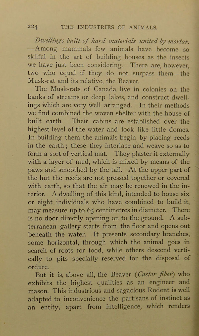 Divellings built of /tard materials united by inortar. —Among mammals fcvv animais havc bccome so skilful in the art of building houses as the insects we hâve just been considering. There are, however, two who equal if they do not surpass them—the Musk-rat and its relative, the Beavcr. The Musk-rats of Canada live in colonies on the banks of streams or deep lakes, and construct dwell- ings which are very w'ell arranged. In their methods we find combined the woven shelter with the house of built earth. Their cabins are established over the highest level of the water and look like little dômes. In building them the animais begin by placing reeds in the earth ; these they interlace and weave so as to form a sort of vertical mat They plaster it externally with a layer of mud, which is mixed by means of the paws and smoothed by the tail. At the upper part of the hut the reeds are not pressed together or covered with earth, so that the air may be renewed in the in- terior. A dwelling of this kind, intended to house six or eight individuals who hâve combined to build it, may measure up to 65 centimètres in diameter. There is no door directly opening on to the ground. A sub- terranean gallery starts from the floor and opens out beneath the water. It présents secondary branches, some horizontal, through which the animal goes in search of roots for food, while others descend verti- cally to pits spccially reservcd for the disposai of ordure. But it is, above ail, the Beaver {Castor fiber) who exhibits the highest qualities as an engineer and mason. This industrious and sagacious Rodent is well adapted to inconvenience the partisans of instinct as an entity, apart from intelligence, which rendors