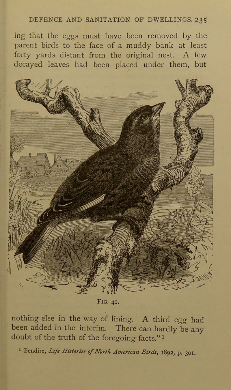 ing that the eggs must hâve been removed by the parent birds to the face of a muddy bank at least forty yards distant from the original nest. A few decayed leaves had been placed under them, but Fig. 41. nothing else in the way of lining. A third egg had been added in the intérim. There can hardly be any doubt of the truth of the foregoing facts.” 1 1 Bendire, Life Historiés of North American Birds, 1892, p. 301.