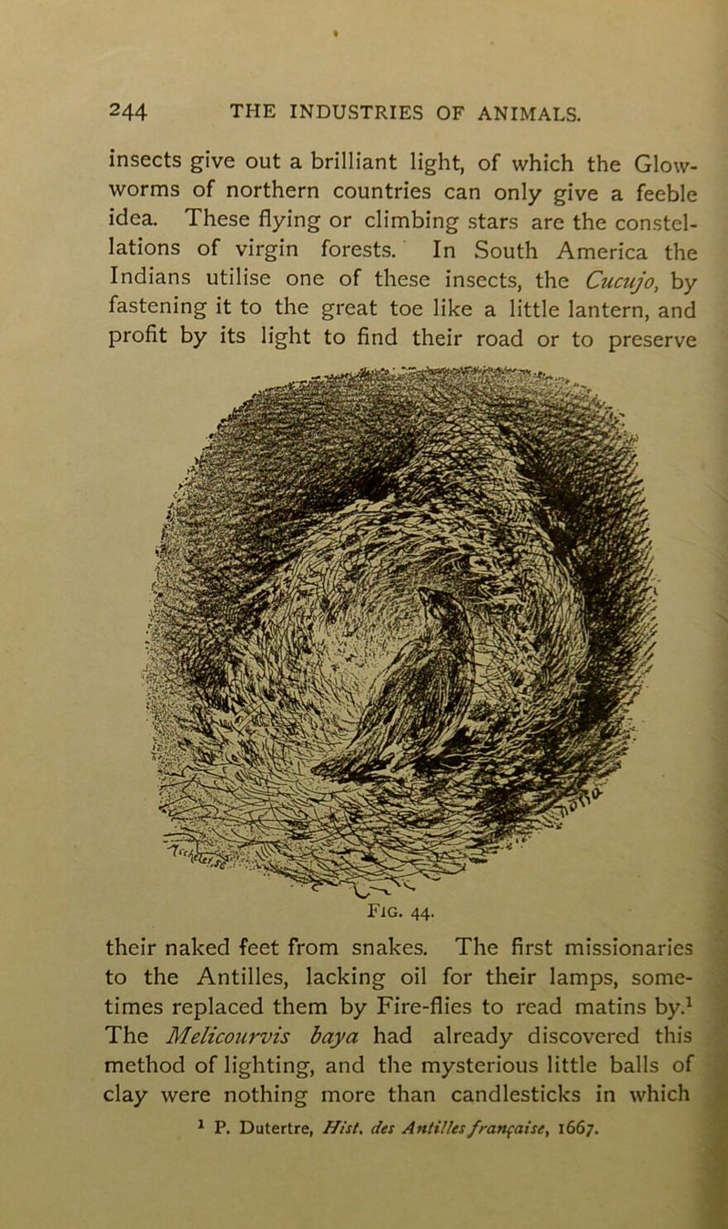 insects give out a brilliant light, of which the Glow- worms of northern countries can only give a feeble idea. These flying or climbing stars are the constel- lations of virgin forests. In South America the Indians utilise one of these insects, the Cucujo, by fastening it to the great toe like a little lantern, and profit by its light to find their road or to preserve Fig. 44. their naked feet from snakes. The first missionaries to the Antilles, lacking oil for their lamps, some- times replaced them by Fire-flies to read matins by.1 The Melicourvis baya had already discovered this method of lighting, and the mysterious little balls of clay were nothing more than candlesticks in which 1 P. Dutertre, Hist. des Antilles française, 1667.