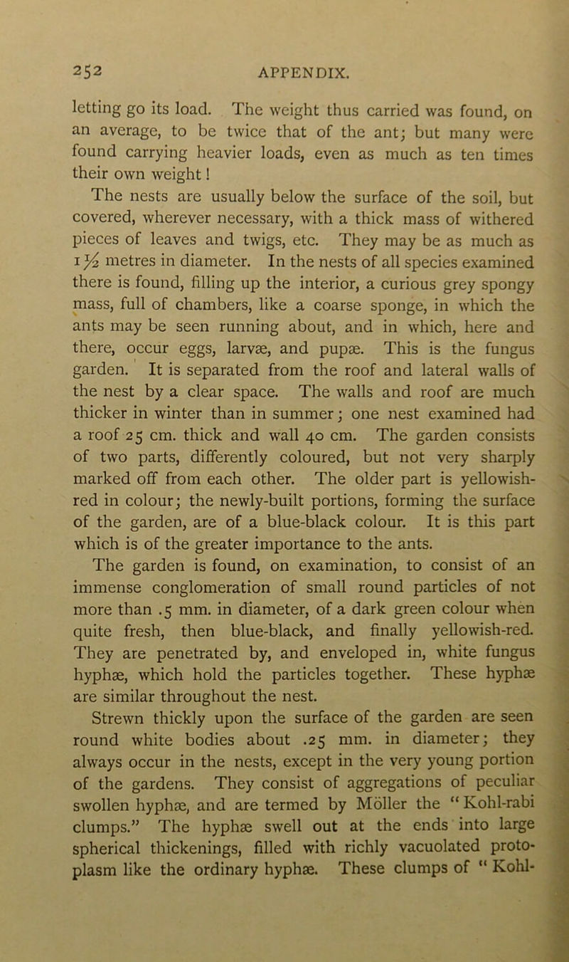 letting go its load. The weight thus carried was found, on an average, to be twice that of the ant; but many were found carrying heavier loads, even as much as ten times their own weight ! The nests are usually below the surface of the soil, but covered, wherever necessary, with a thick mass of withered pièces of leaves and twigs, etc. They may be as much as 1^2 métrés in diameter. In the nests of ail species examined there is found, filling up the interior, a curious grey spongy mass, full of chambers, like a coarse sponge, in which the ants may be seen running about, and in which, here and there, occur eggs, larvæ, and pupæ. This is the fungus garden. It is separated from the roof and latéral walls of the nest by a clear space. The walls and roof are much thicker in winter than in summer ; one nest examined had a roof 25 cm. thick and wall 40 cm. The garden consists of two parts, differently coloured, but not very sharply marked off from each other. The older part is yellowish- red in colour; the newly-built portions, forming the surface of the garden, are of a blue-black colour. It is this part which is of the greater importance to the ants. The garden is found, on examination, to consist of an immense conglomération of small round particles of not more than .5 mm. in diameter, of a dark green colour when quite fresh, then blue-black, and finally yellowish-red. They are penetrated by, and enveloped in, white fungus hyphæ, which hold the particles together. These hyphæ are similar throughout the nest. Strewn thickly upon the surface of the garden are seen round white bodies about .25 mm. in diameter; they always occur in the nests, except in the very young portion of the gardens. They consist of aggregations of peculiar swollen hyphæ, and are termed by Moller the “ Kohl-rabi clumps.” The hyphæ swell out at the ends into large spherical thickenings, filled with richly vacuolated proto- plasm like the ordinary hyphæ. These clumps of “ Kohl-