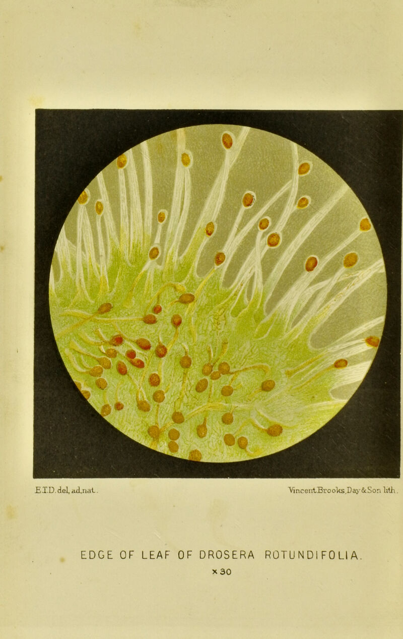 E.T.D. del, acLnal. VinceutBx’ool<s,Da>' iScSon lith. EDGE OF LEAF OF DROSERA ROTU N D i FO LI A. X 30