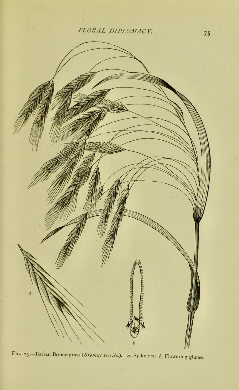 Fig. 23.-r,arren Bromc-gr:,ss {Dronms sierilh). a, Spikelcts; b, Flowering glume.
