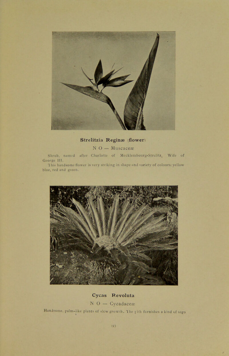 Strelitzia Reginse (floweri NO — Muscaceas Slirub, named after Charlotte of Mecldembourg-Strelilz, Wife of George 111. '1 his handsome flower is very striking in shape and variety of colours: yellow blue, red and green. Cycas Revoluta NO — CycadacetE Handsome, palm-iikc plants of slew growth, 'the fill] furnishes a kind of sago (2)