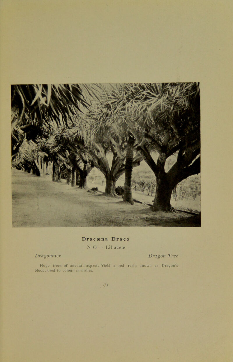 Dracaena Draco NO — Liliacea: Dragonnier Dragon Tree Huge trees of uncouth aspect. Yield a red resin known as Dragon’s blood, used to colour varnishes. (3)