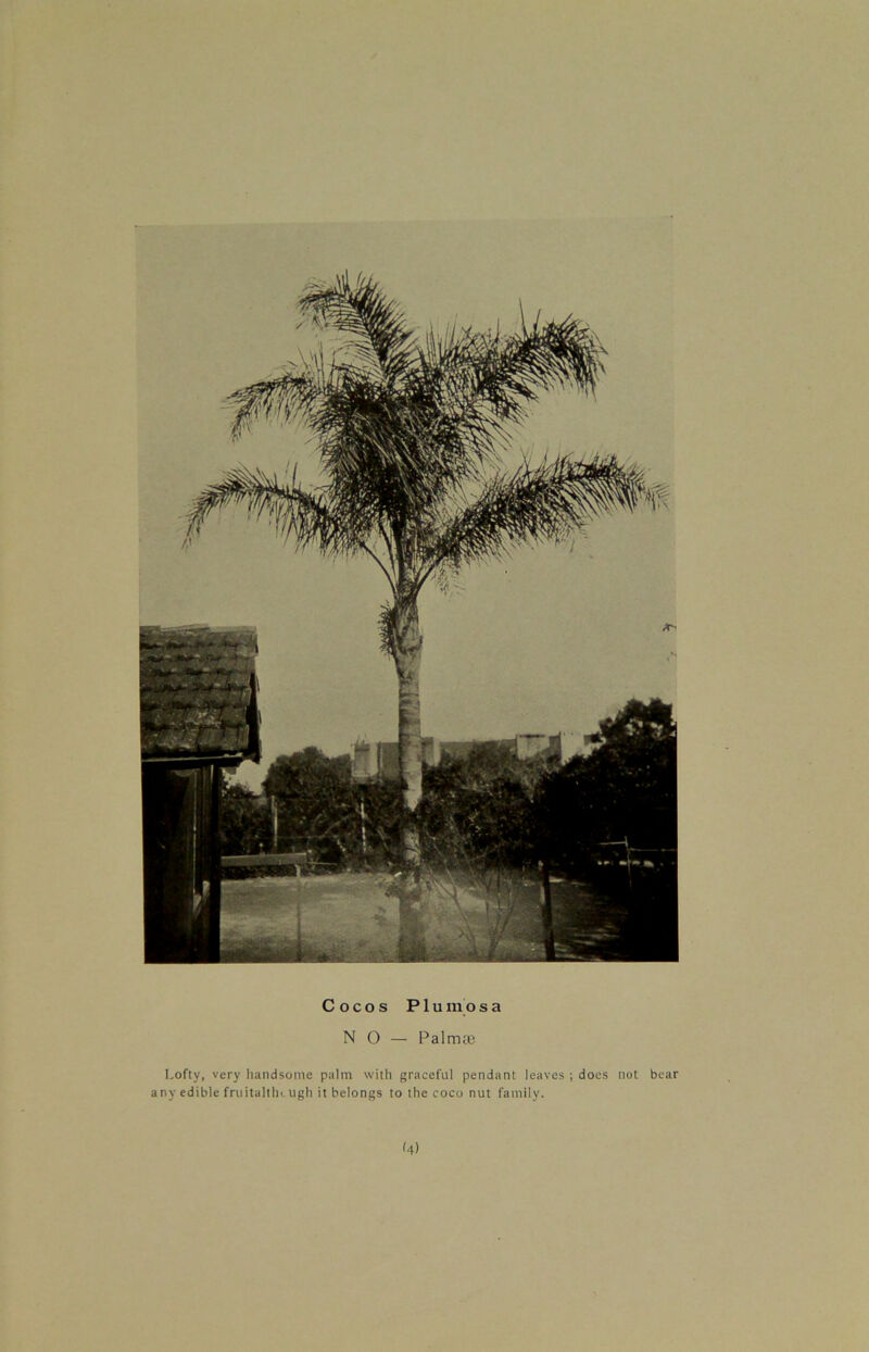 Cocos Plu mo s a NO — Palmas Lofty, very handsome palm with graceful pendant leaves ; does not bear any edible fruitaltheugh it belongs to the coco nut family. 4)