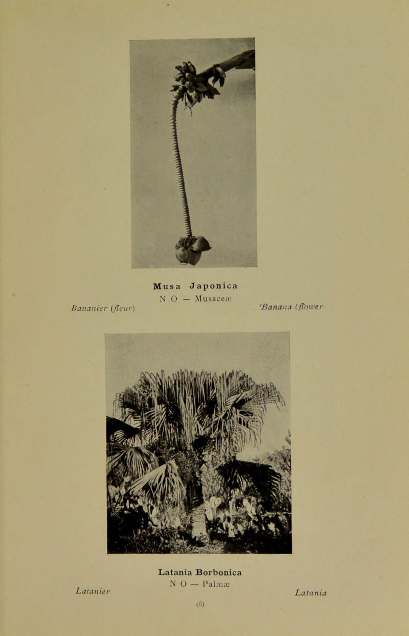 Musa Japonica NO — Musaceae Bananier (fleur) ‘Banana (flower Latanier Latania Borbonica NO — Palma; «5) Latania