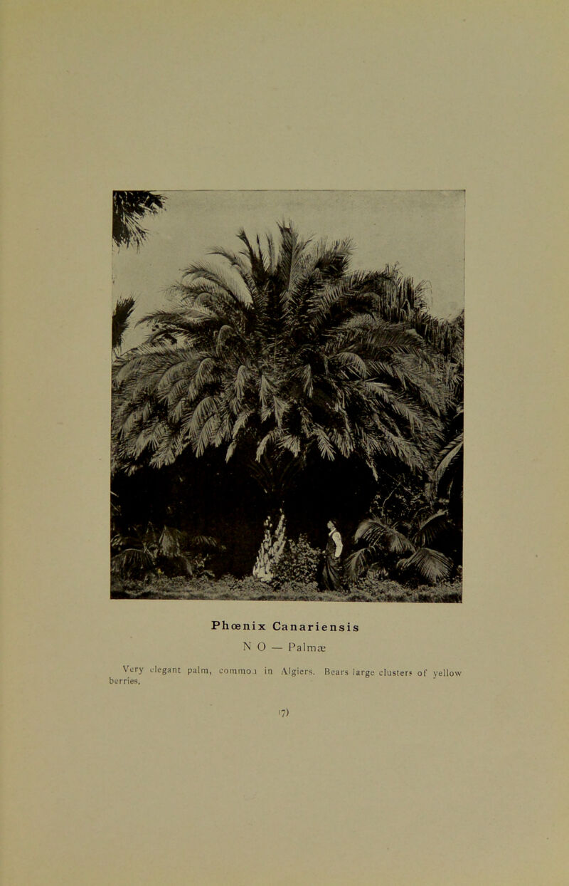 Phoenix Canariensis NO — Palma; Very elegant palm, commo.i in Algiers. Bears large clusters of yellow berries. '7)