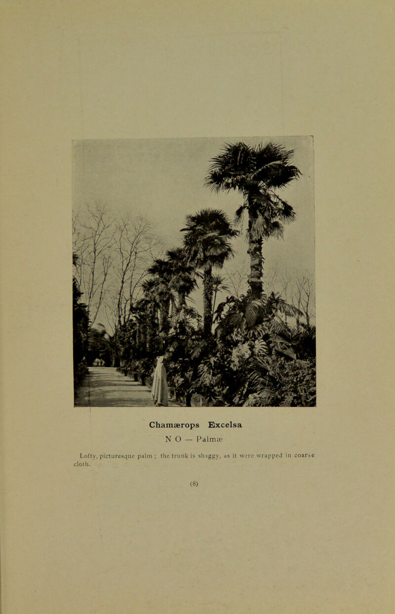 Lofty, picturesque palm ; the trunk is shaggy, as it were wrapped in coarse cloth. Z-