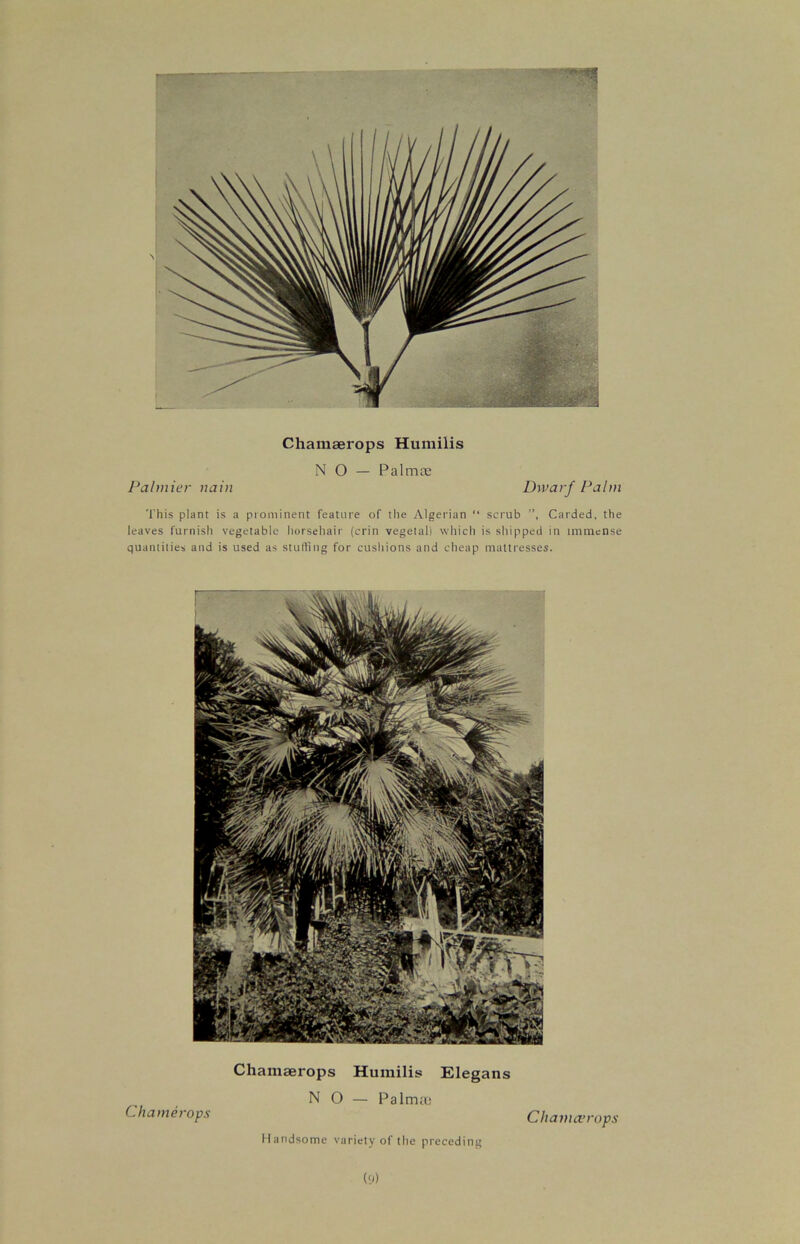 NO — Palma; Palmier nain Dwarf Palm This plant is a prominent feature of the Algerian “ scrub ”, Carded, the leaves furnish vegetable horsehair (crin vegetal) which is shipped in immense quantities and is used as stuffing for cushions and cheap mattresses. Chamaerops Humilis Elegans NO — Palma; Handsome variety of the preceding (9) Chamerops Chamaerops