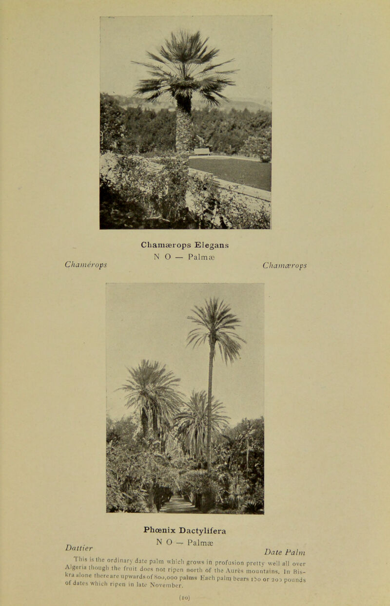 Chamaerops Elegans NO — Palm® Chamerops Chamcerops Date Palm Phoenix Dactylifera NO — Palm® Dattier T his is the ordinary date palm which grows in profusion pretty well all over A geria though the fruit docs not ripen north of the Aurfes mountains. In Bis- kra alone there are upwards of 800,000 palms Each palm bears ibo or 201 pounds oi dates which ripen in late November. (10)