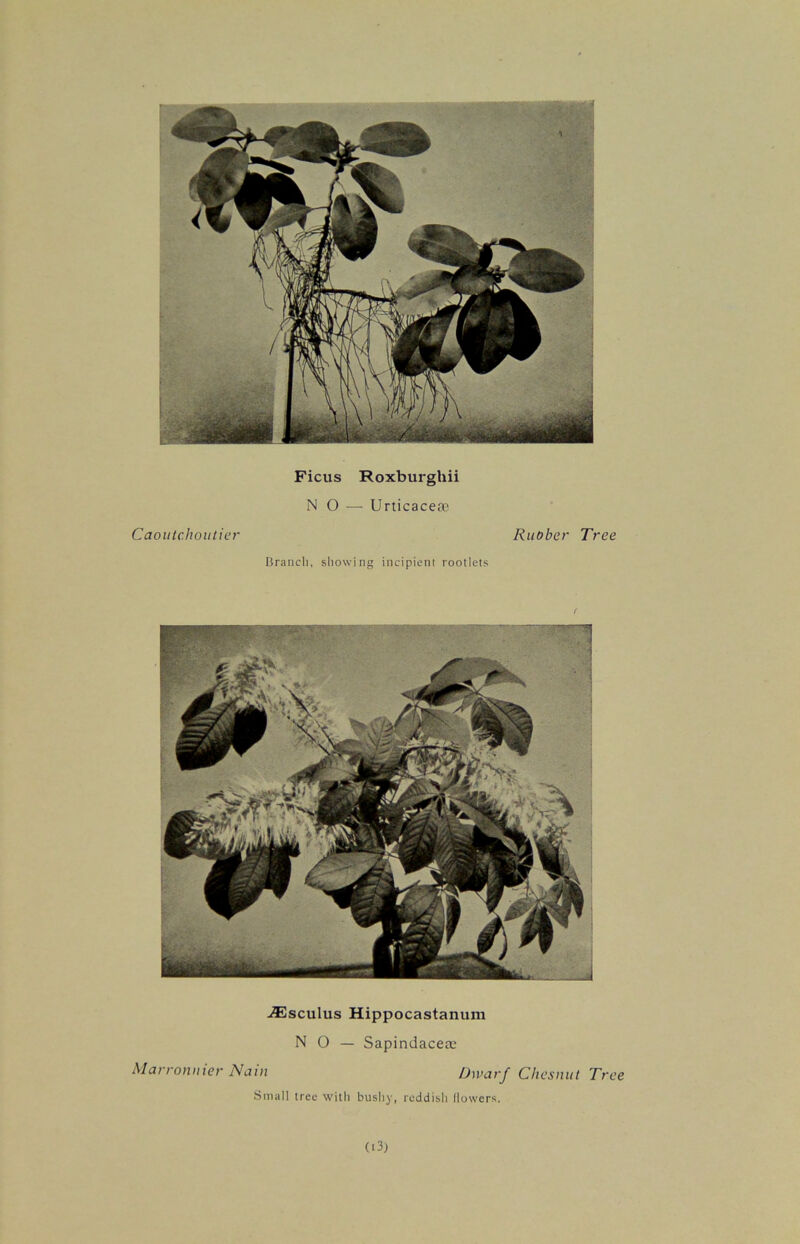 Ficus Roxburghii NO — Urticace® Caoutchoutier Rubber Tree Branch, showing incipient rootlets -®sculus Hippocastanum NO — Sapindacete Marronnier Nain Dwarf Chesnut Tree Small tree with bushy, reddish flowers. 03)