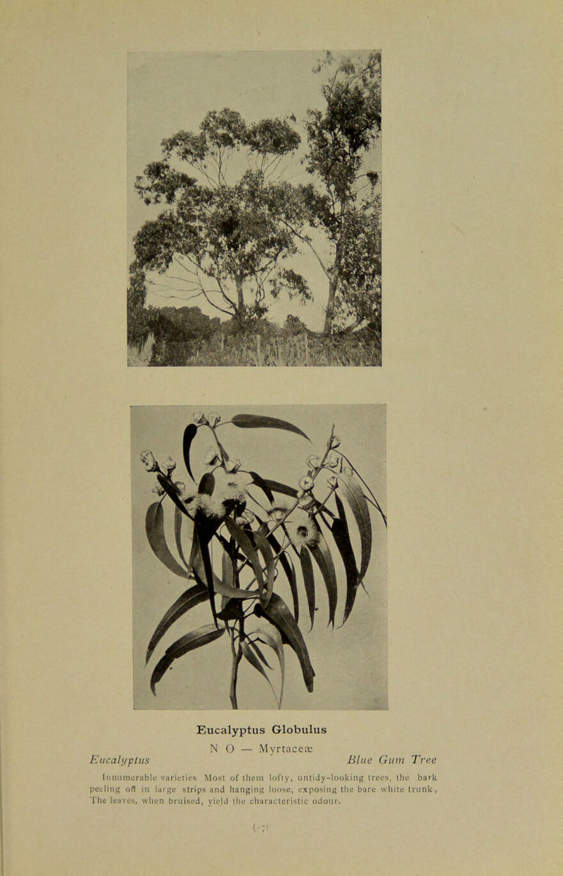 Eucalyptus Globulus NO —• Myrtaceoe Eucalyptus Blue Gum Tree Innumerable varieties Most of them lofty, untidy-looking trees, the bark peeling oft in large strips and hanging loose, exposing the bare white trunk. The leaves, when bruised, yield the characteristic odour. (•7)