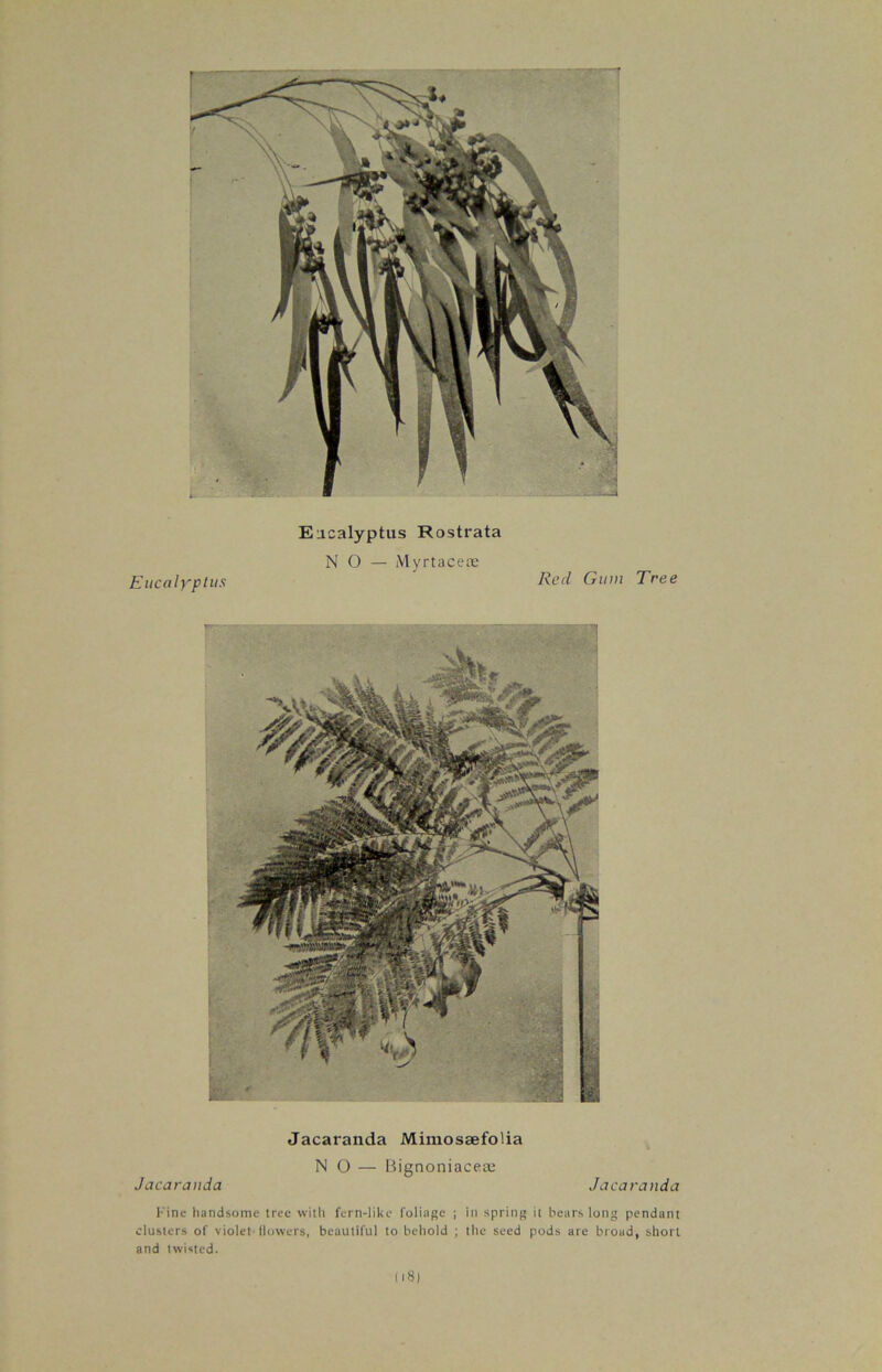 NO — Myrtacese Eucalyptus Reel Gum Tees Jacaranda Mimosaefolia NO — Bignoniaceae Jacaranda Jacaranda Fine handsome tree with fern-like foliage ; in spring it bears long pendant clusters of violet'flowers, beautiful to behold ; the seed pods are broad, short and twisted. (18)