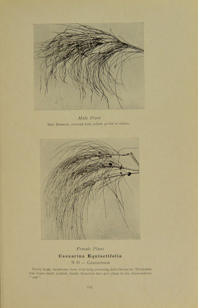 Male Plant Male Blossom, covered with yellow po'len in winter. Female Plant Casuarina Equisetifolia NO — CasuarinetE Fairly large, handsome trees with long, drooping, hair-like leaves. The female tree bears small, reddish, bushy llowcrcts that give place to the characteristic