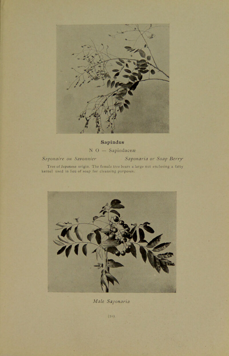Sapindus NO — Sapindaceee Saponaire on Savonnier Saponaria or Soap Berry Tree of Japanese origin. The female tree bears a large not enclosing a fatty kernel used in lieu of soap for cleansing purposes. Male Saponaria (20)