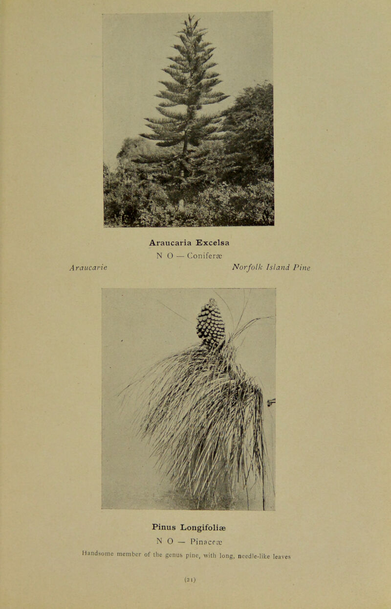 Pinus Longifoliae NO — Pinacrte Handsome member of the genus pine, with long, needle-like leaves Araucaria Excelsa NO — Coniferte Norfolk Island Pine Araucarie (21)