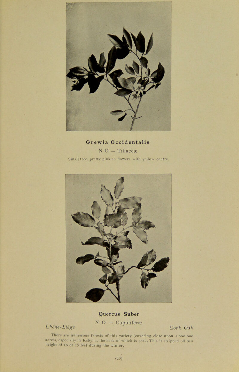 Grewia Occidentalis NO — Tiliacea: Small tree, pretty pinkish flowers with yellow centre. Quercus Suber A NO — Cupuliferte Chene-Liege Cork Oak I here are numerous forests of this variety (covering close upon 1.000,000 acres), especially in Kabylia, the bark of which is cork. This is shipped oil to a height ot 10 or i5 feet during the winter. (23)