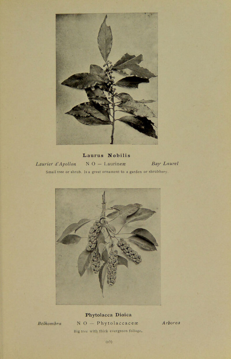 Laurus Nobilis Laurier d'Apollon NO — Laurineae Bay Laurel Small tree or shrub. Is a great ornament to a garden or shrubbery. Phytolacca Dioica lielhombra NO— P hy to 1 accac eae Arborea Big tree with, thick evergreen foliage.