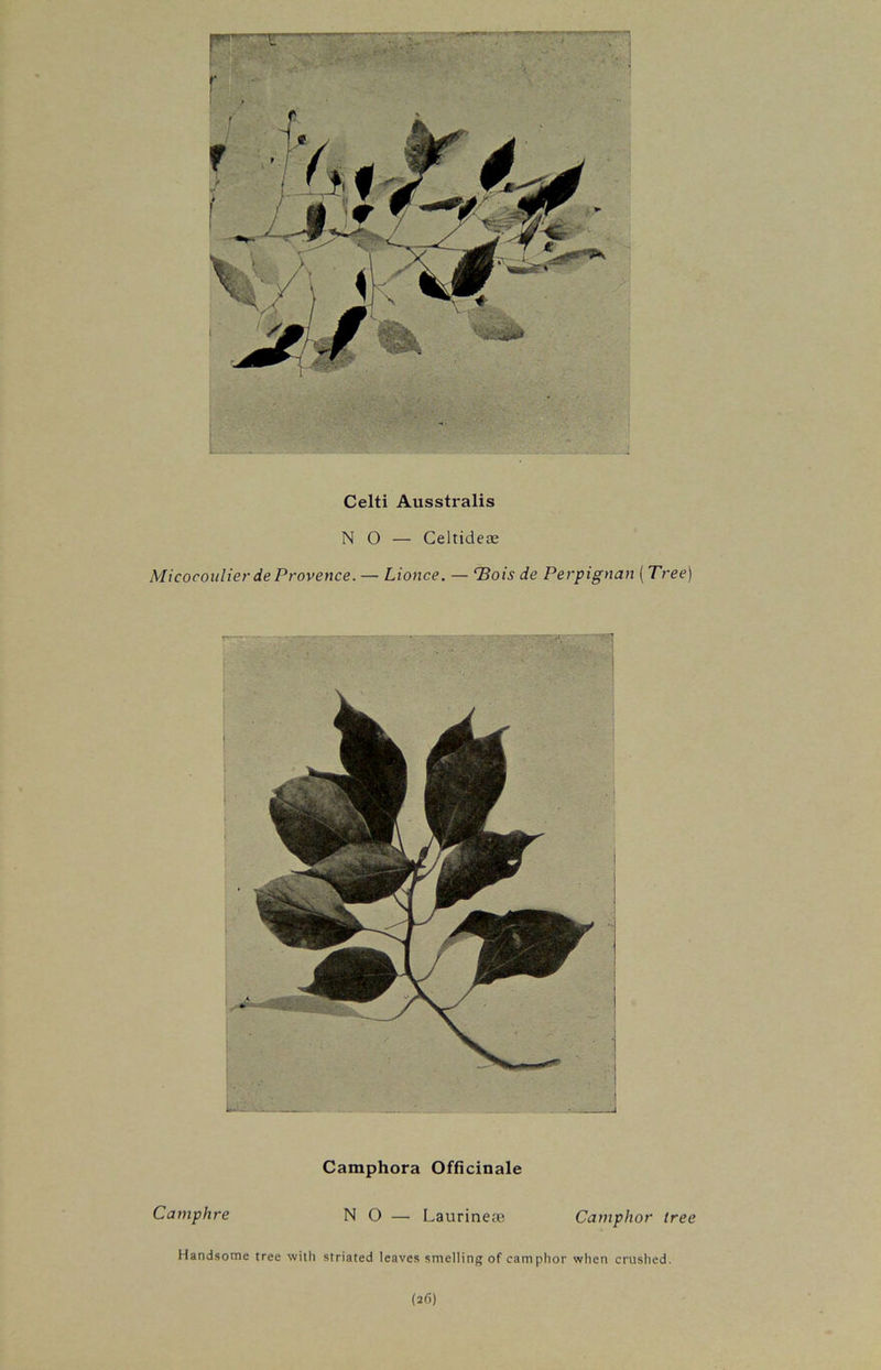 Celti Ausstralis NO — Celtideae MicocoulierdeProvence. — Lionce. — TBois de Perpignan (Tree) Camphora Officinale Camphre NO — Laurinese Camphor tree Handsome tree with striated leaves smelling of camphor when crushed. (26)