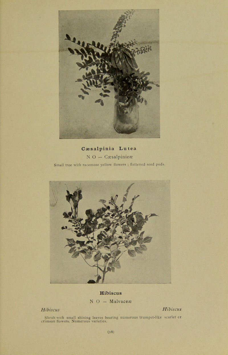 Caesalpinia Lutea NO — Caesalpinieae Small tree with racemose yellow liowers ; flattened seed pods. Hibiscus NO — Malvaceae Hibiscus Hibiscus Shrub with small shining leaves bearing numerous trumpet-like scarlet or crimson liowers. Numerous varieties.
