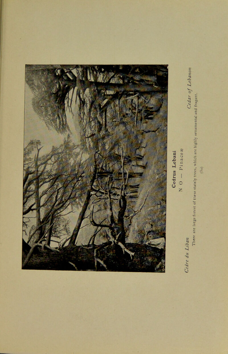 o -Ci <u C to 0) -I M 3 s- T3 V o B O) o ca c a o z « 3 3 <3j >3 -a> u 1 here are large forest of these stately trees, which are highly ornamental and fragant.
